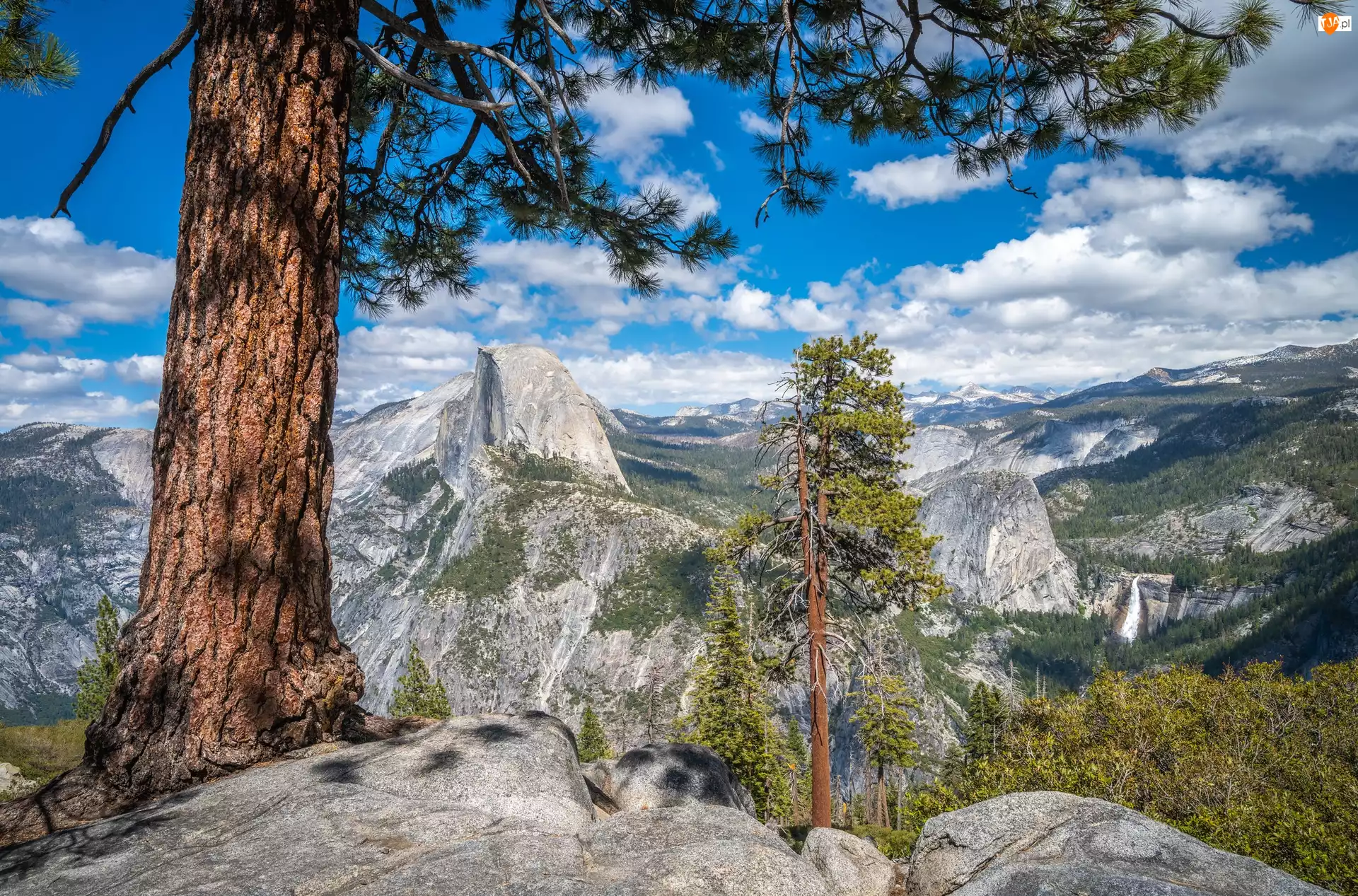 Szczyt Half Dome, Drzewa, Stany Zjednoczone, Góry, Kalifornia, Park Narodowy Yosemite, Sosny