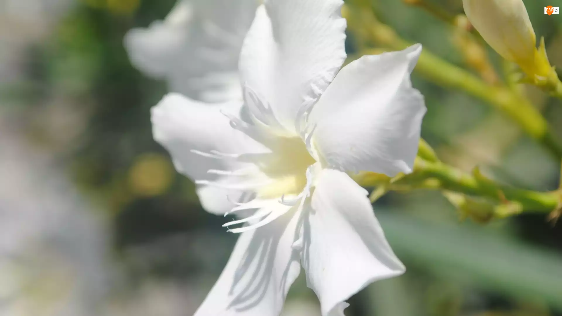 Eucharis, Biały, Kwiat, Lilia amazońska