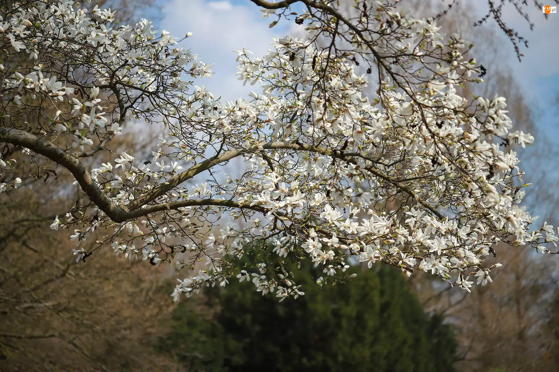 Drzewo, Magnolia, Białe, Kwiaty