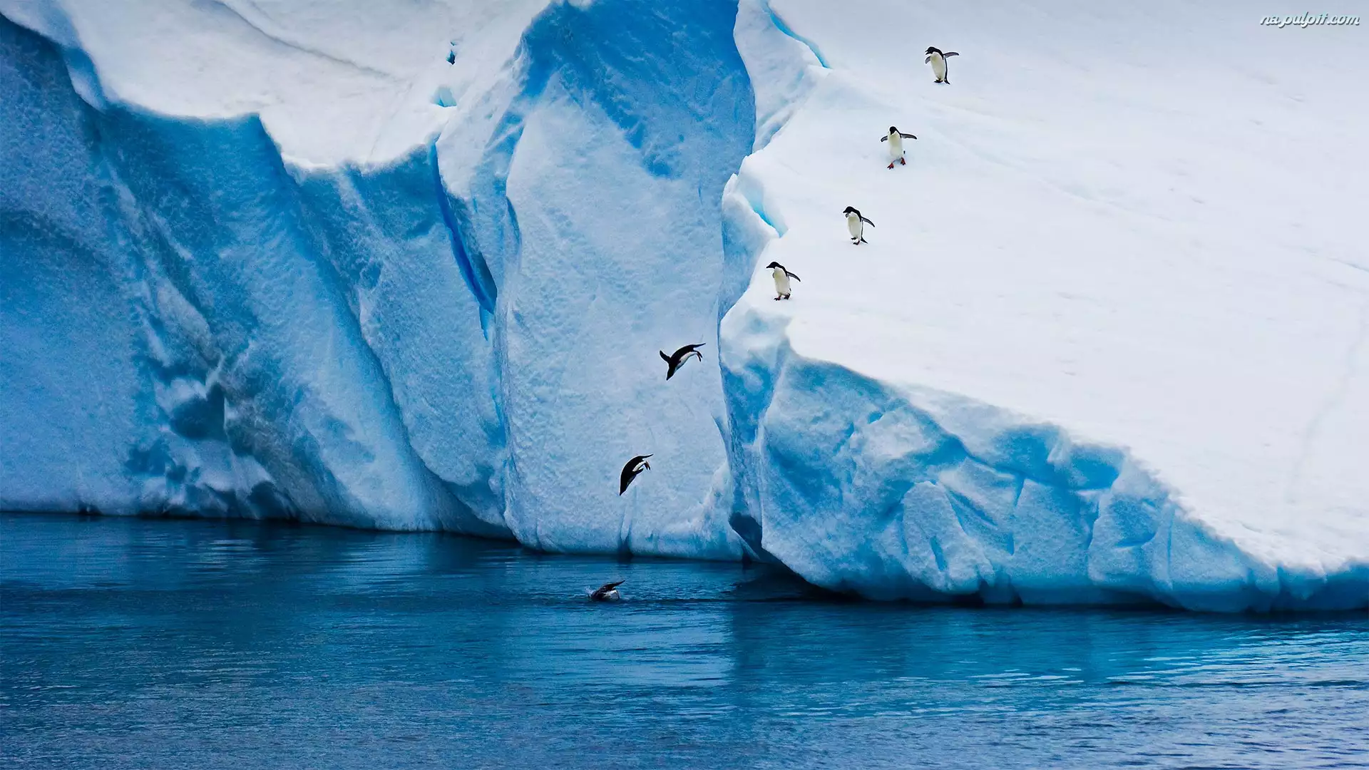 Pingwiny, Morze, Góra lodowa, Skaczące
