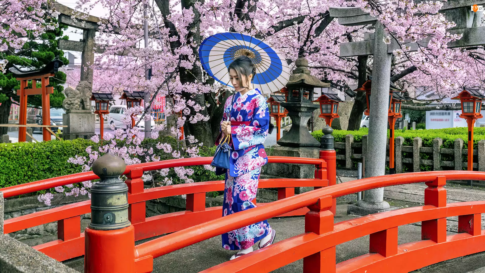 Kobieta, Kimono, Wiosna, Azjatka, Drzewa, Most, Parasolka