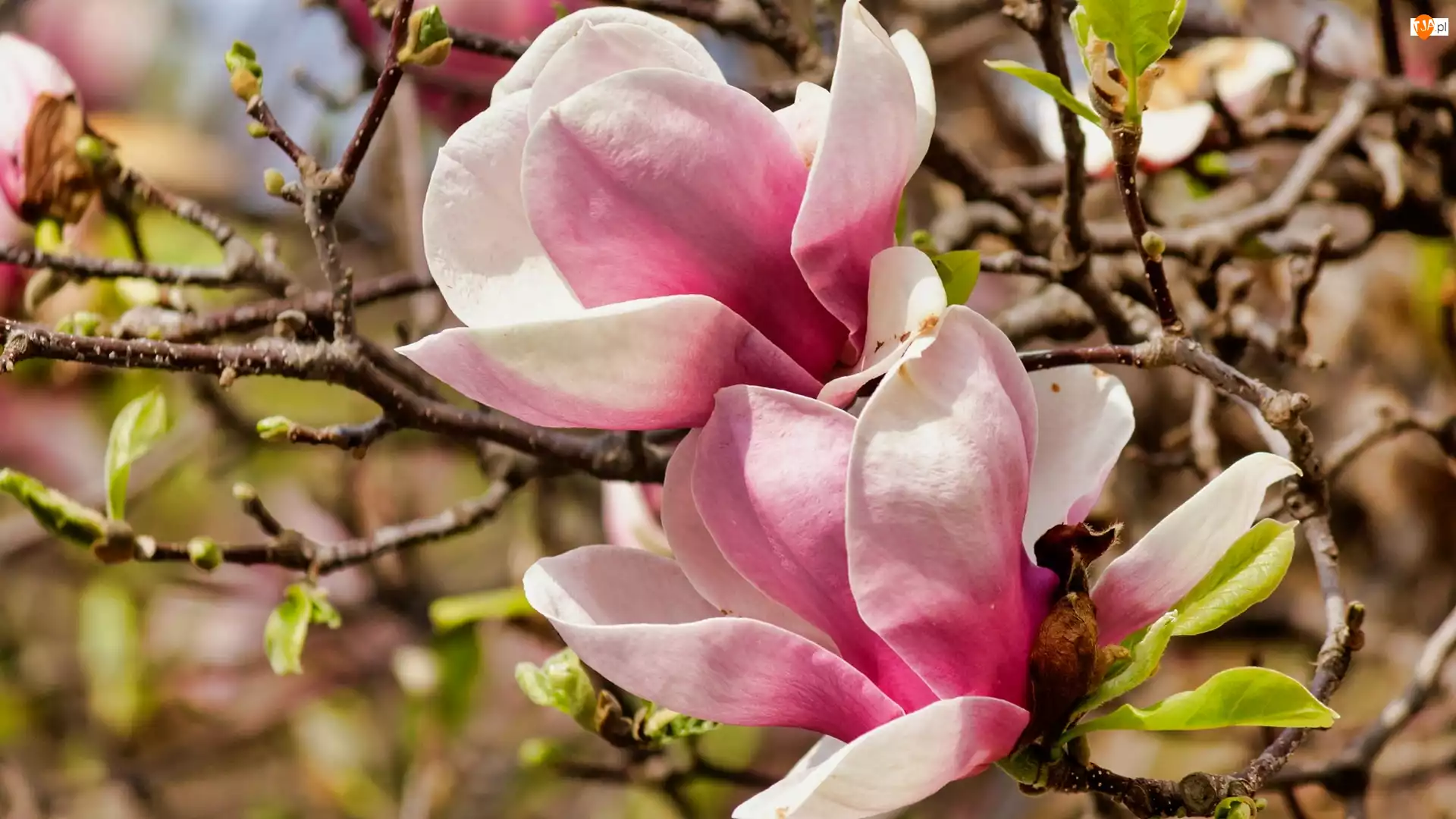 Kwiaty, Gałązki, Różowe, Rozkwitające, Magnolia