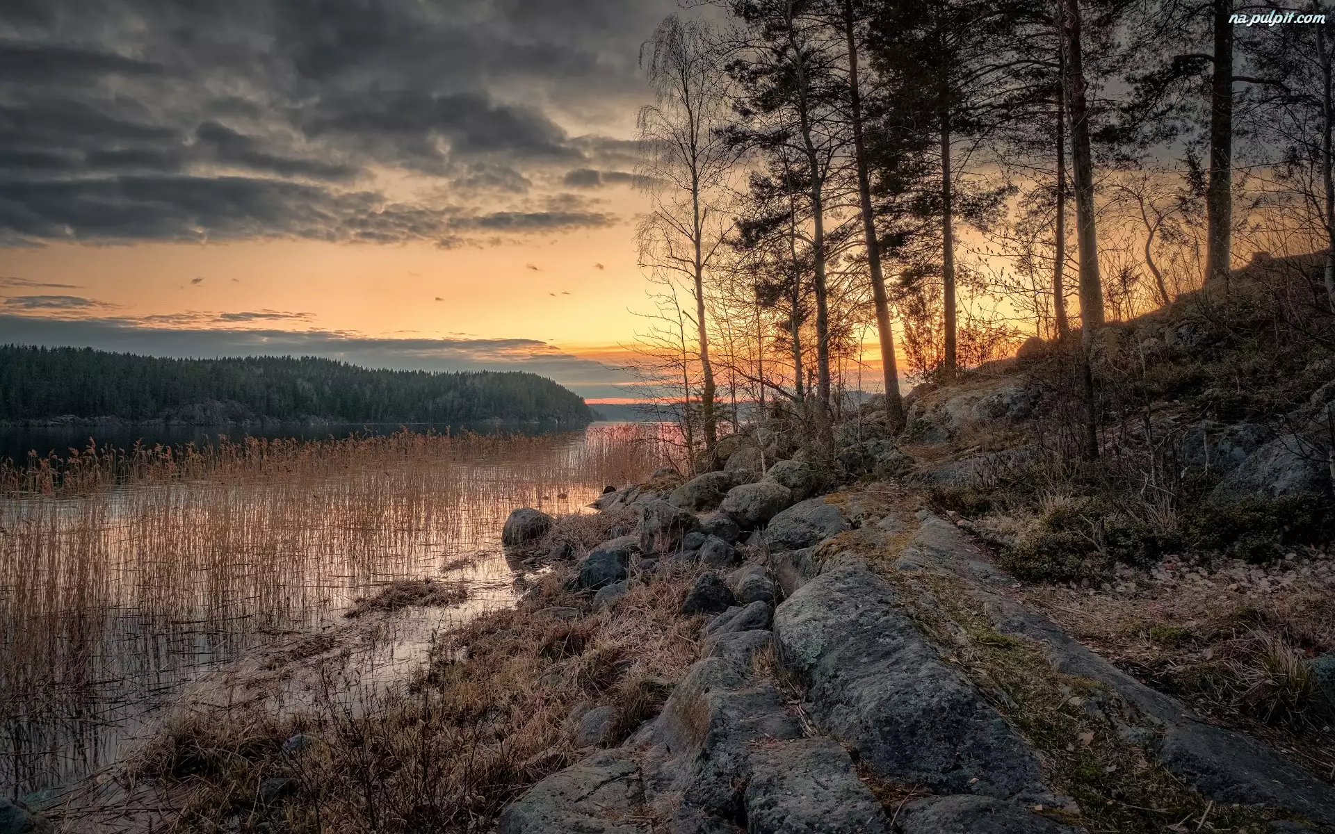 Szuwary, Zachód słońca, Drzewa, Karelia, Jezioro Ładoga, Chmury, Rosja, Skały