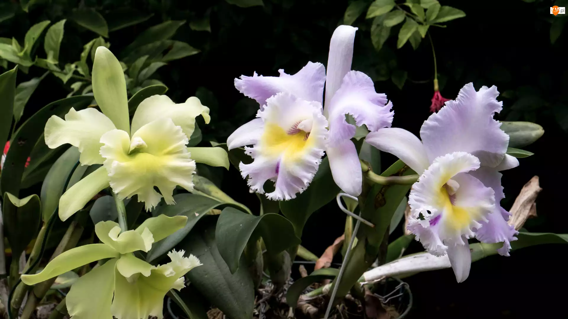 Storczyki, Kwiaty, Liście, Orchidea