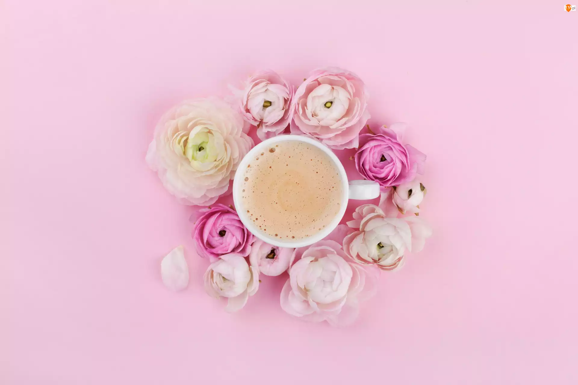 Cappuccino, Kawa, Jaskry, Tło, Kwiaty, Różowe
