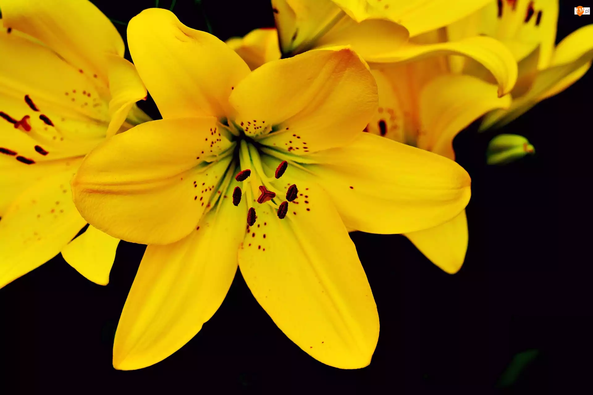Zbliżenie, Kwiaty, Żółte, Lilie