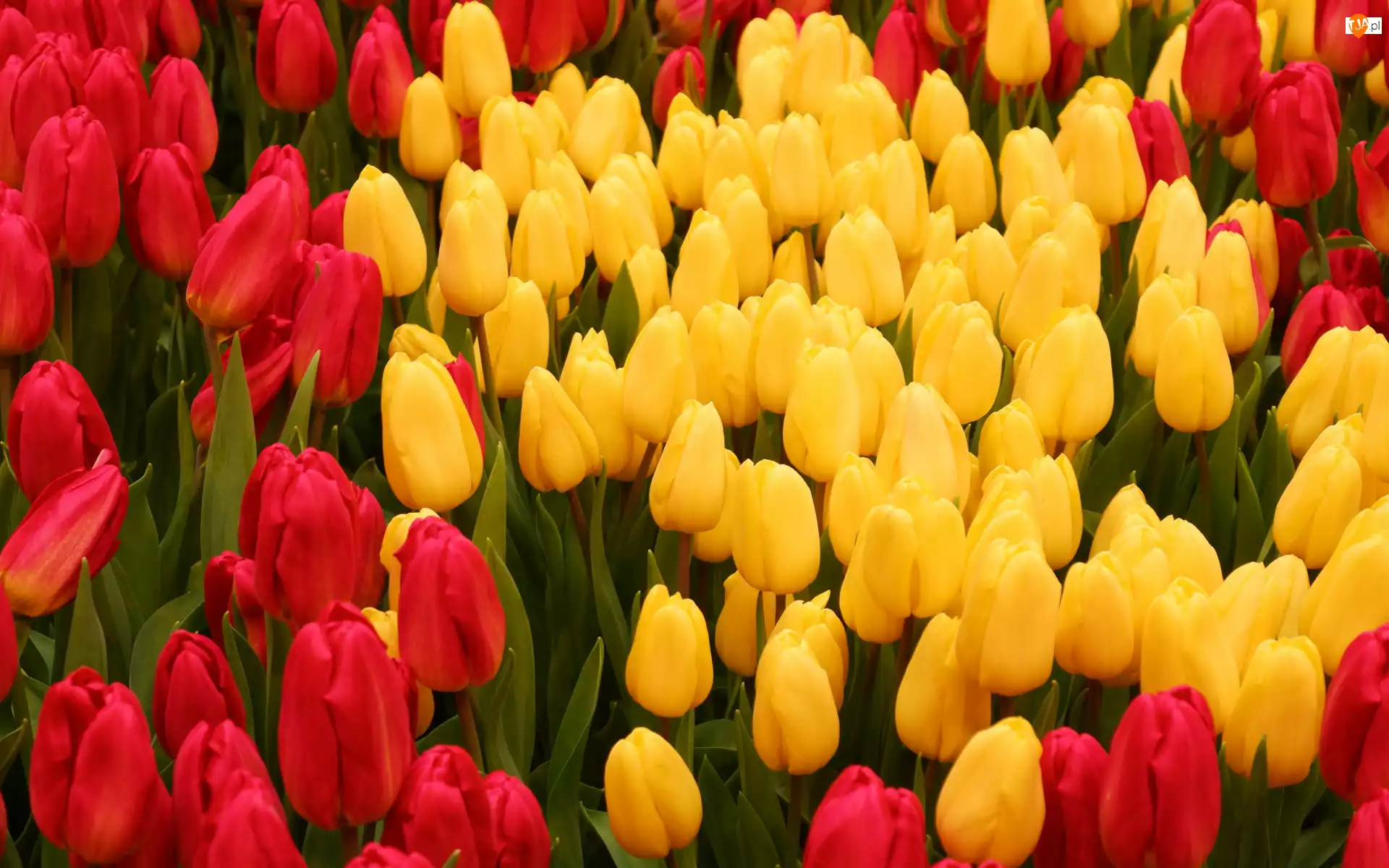 Tulipany, Kwiaty, Czerwone, Żółte