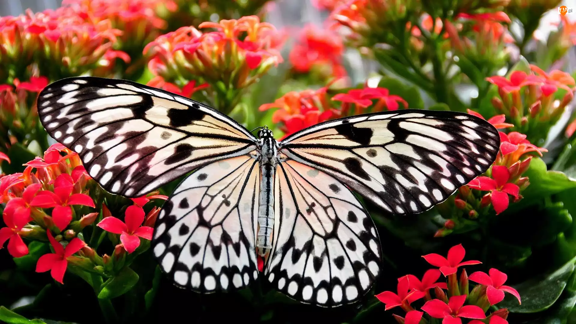 Zbliżenie, Czarno-biały, Motyl, Kwiaty