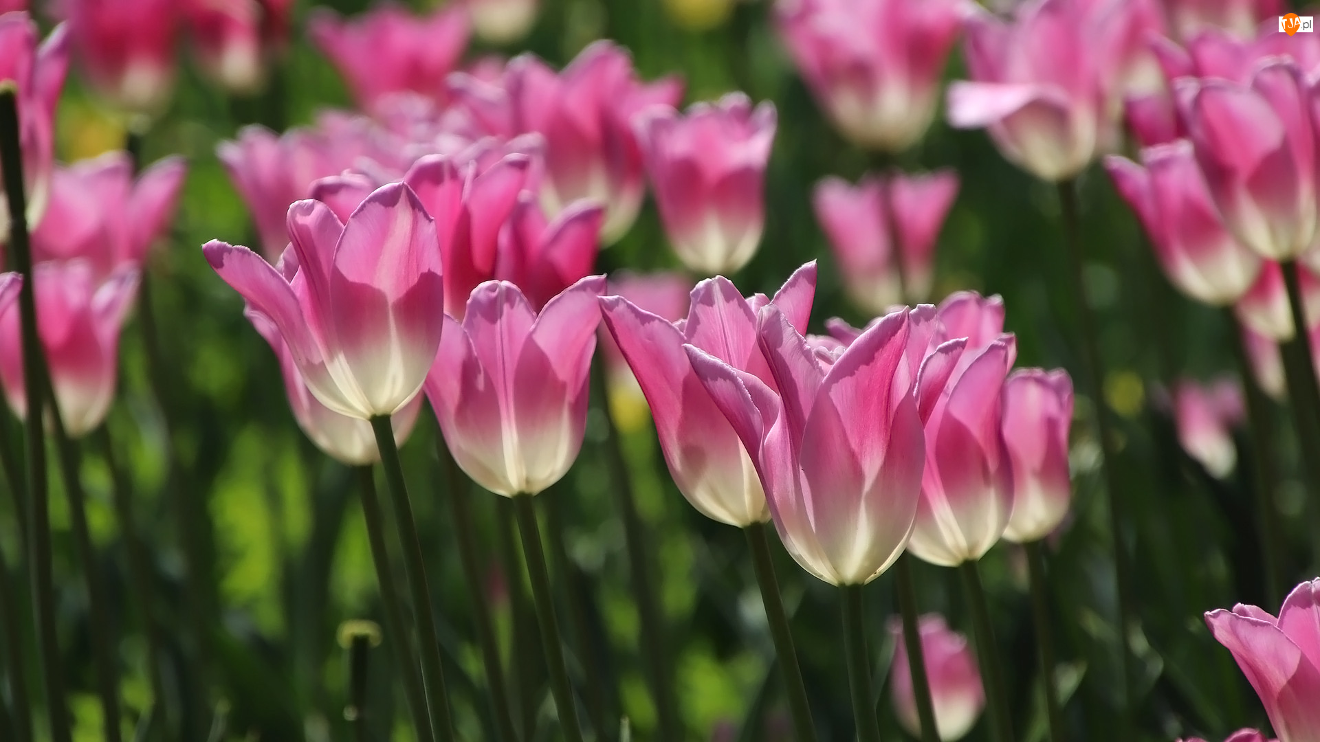 Różowo-białe, Kwiaty, Tulipany