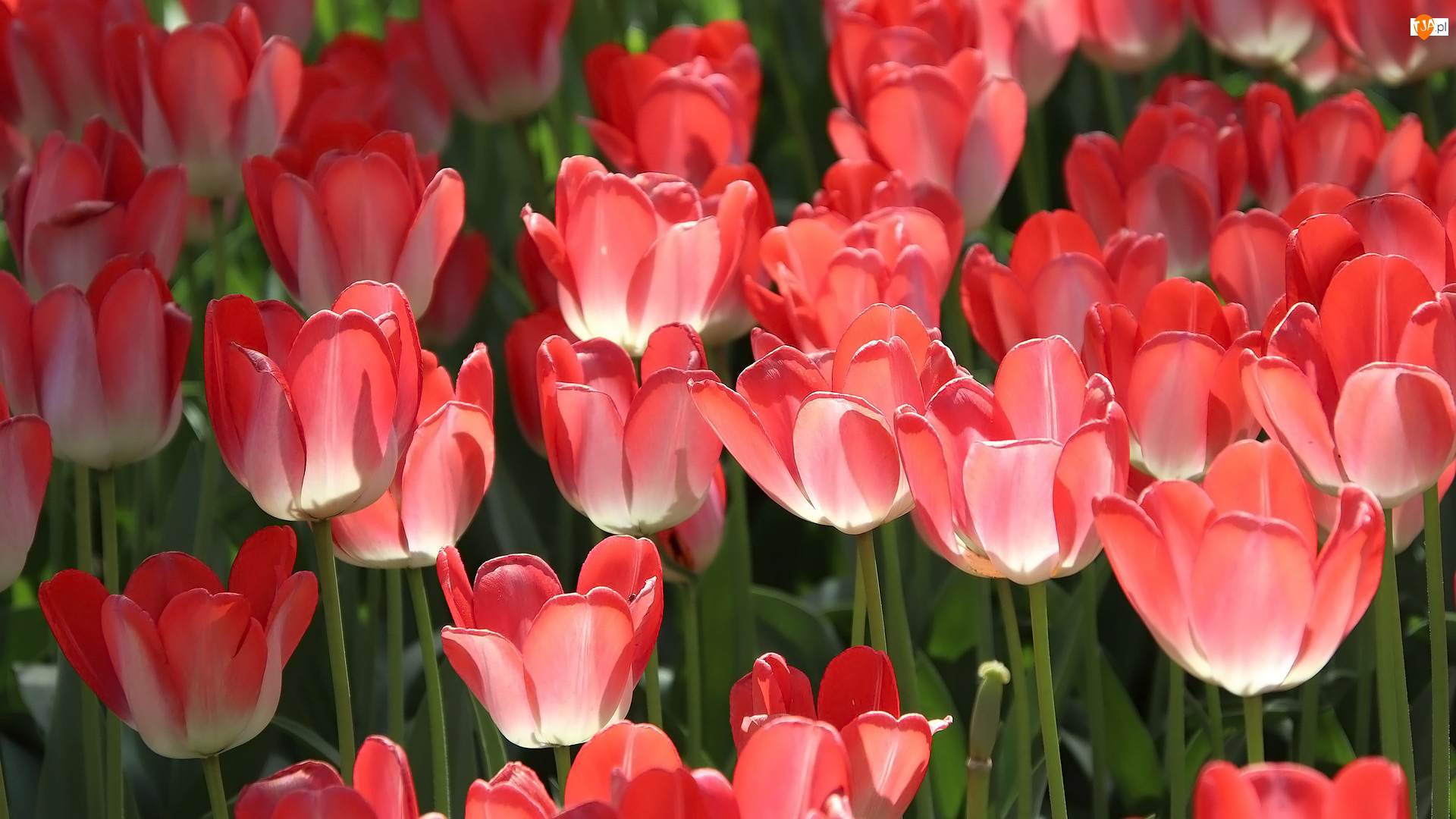 Tulipany, Zbliżenie, Kwiaty