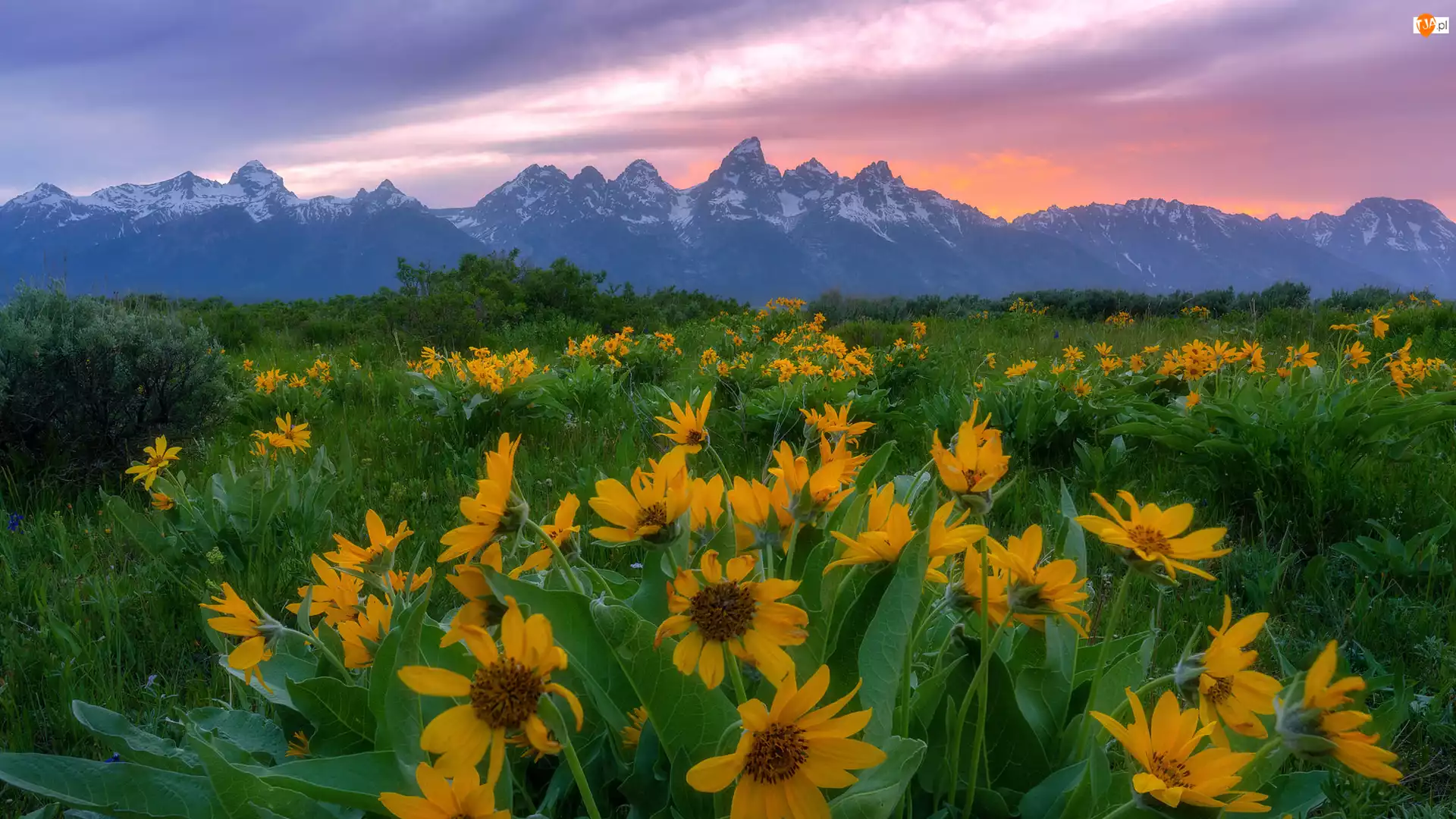 Stany Zjednoczone, Teton Range, Stan Wyoming, Balsamorhiza, Park Narodowy Grand Teton, Wschód słońca, Żółte, Góry, Kwiaty