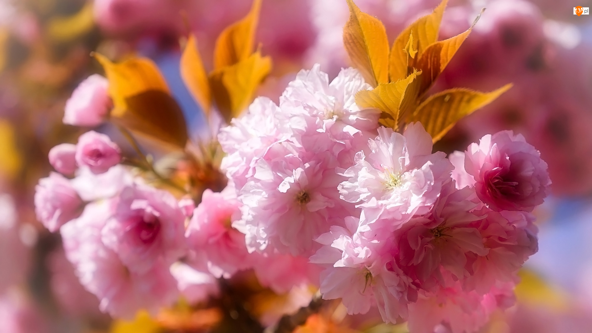 Liście, Kwiaty, Wiśnia japońska, Drzewo owocowe
