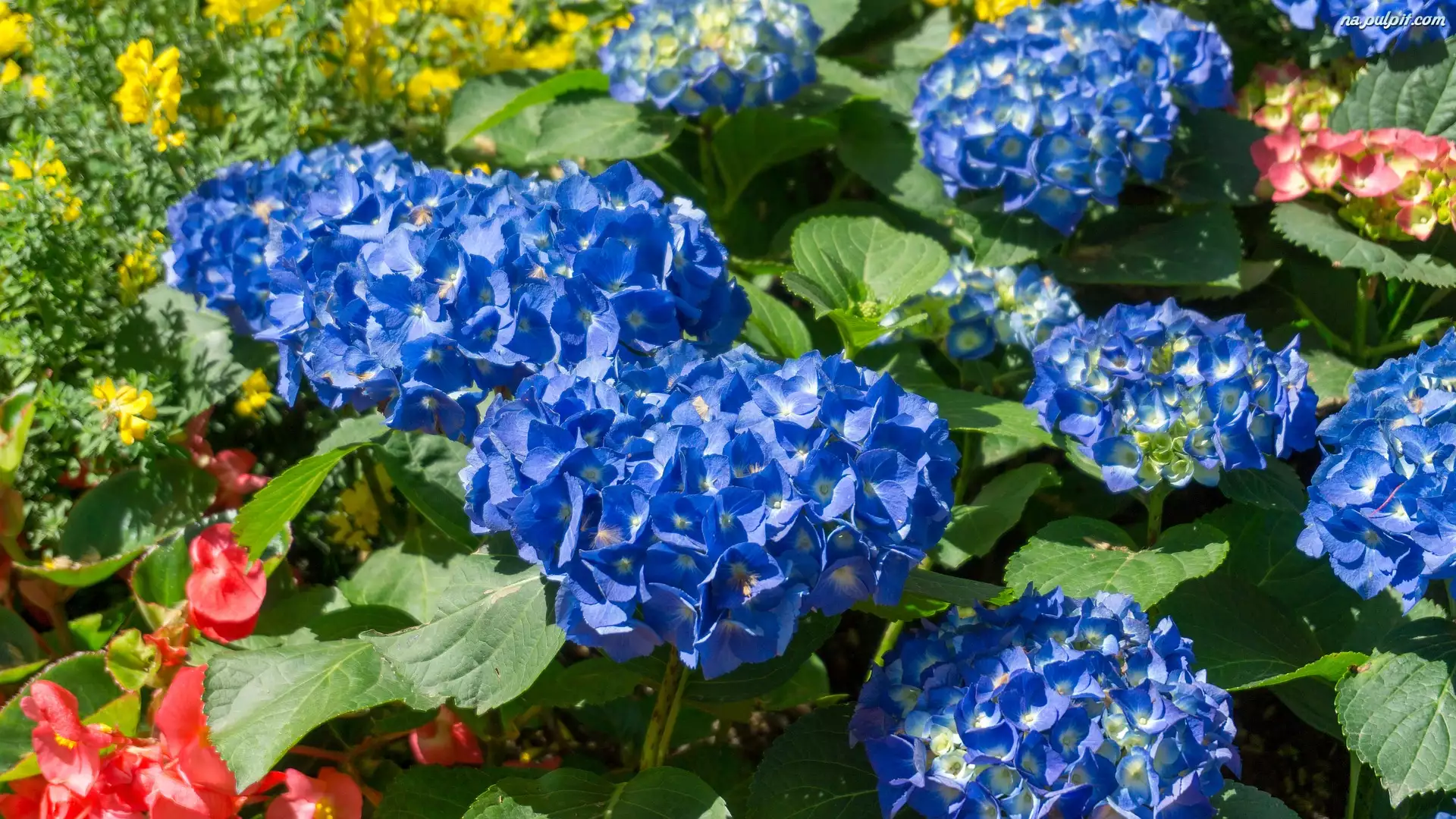 Hortensje, Kwiaty, Niebieskie, Rozświetlone