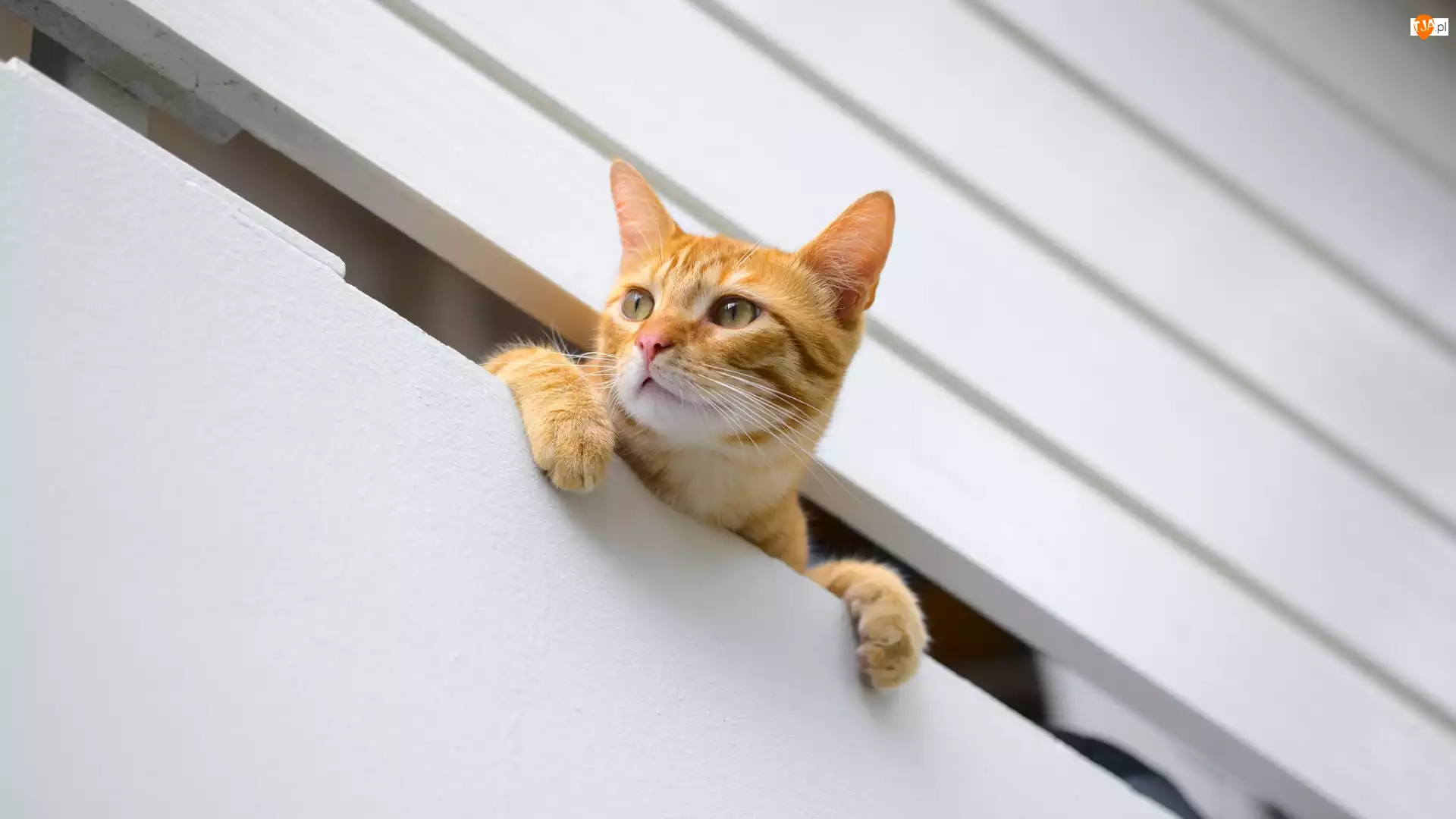 Balkon, Kot, Rudy