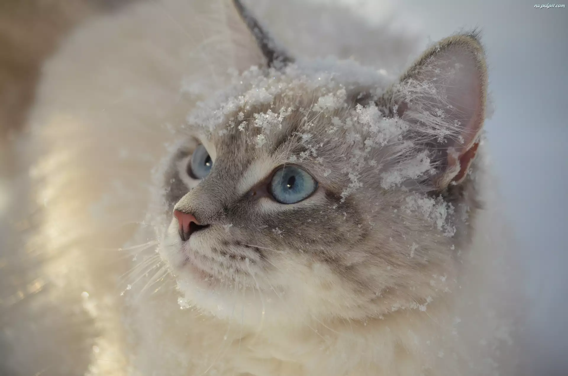 Oczy, Śnieg, Błękitne, Kot, Spojrzenie
