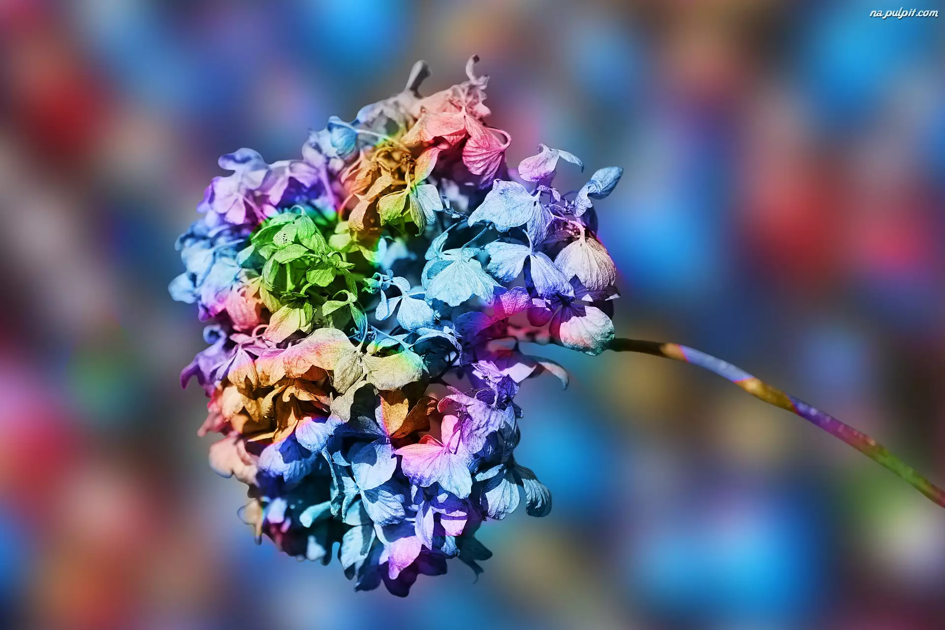 Hortensja, Kwiat, Kolorowa