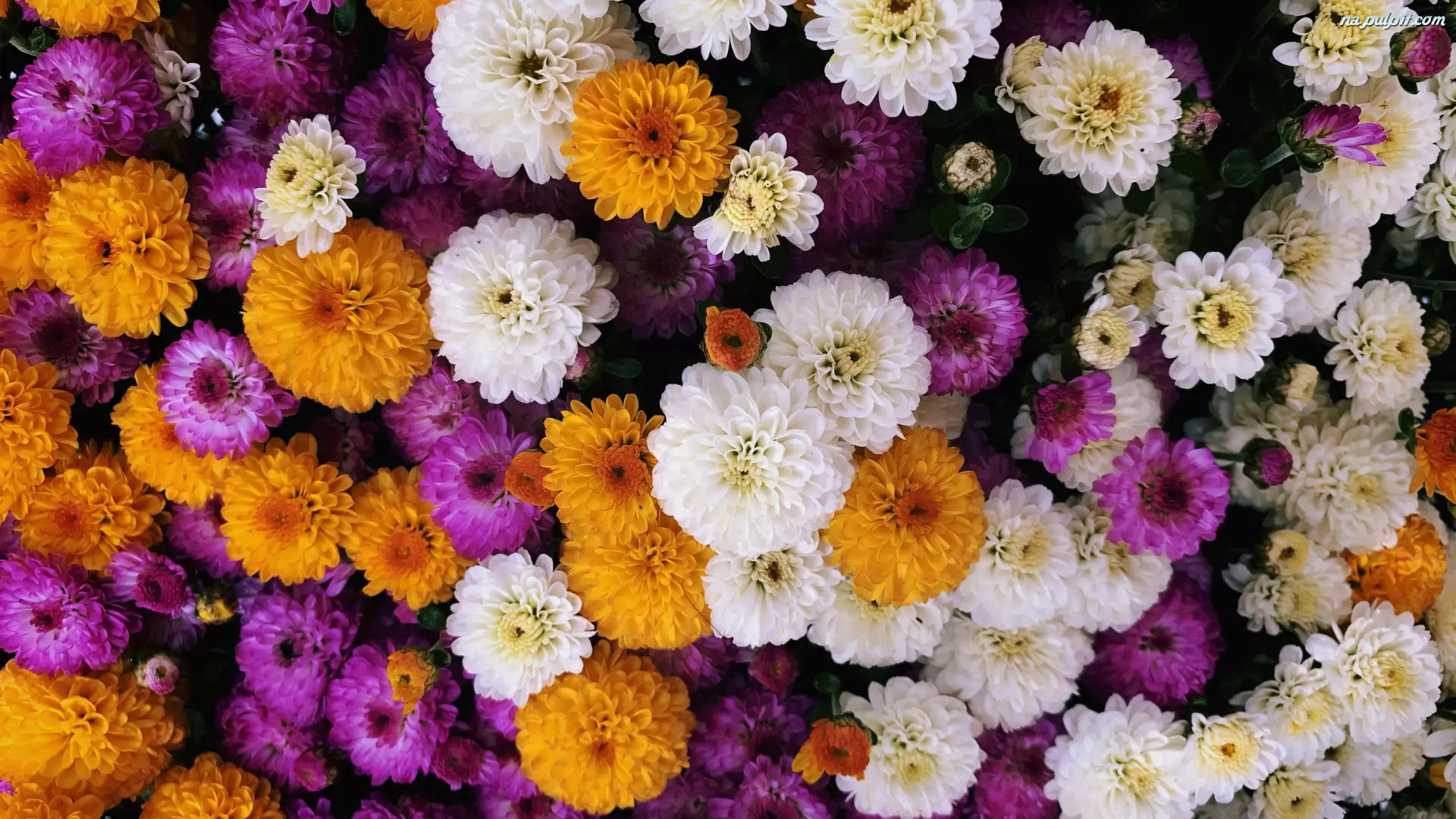 Chryzantemy, Kwiaty, Rozwinięte, Kolorowe