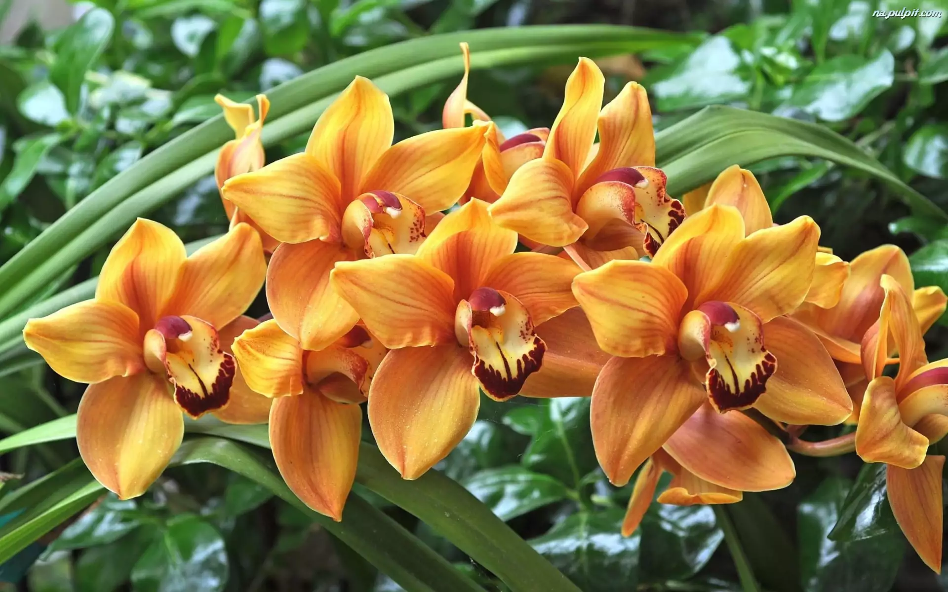 Orchidea, Pomarańczowe, Kwiaty, Storczyki