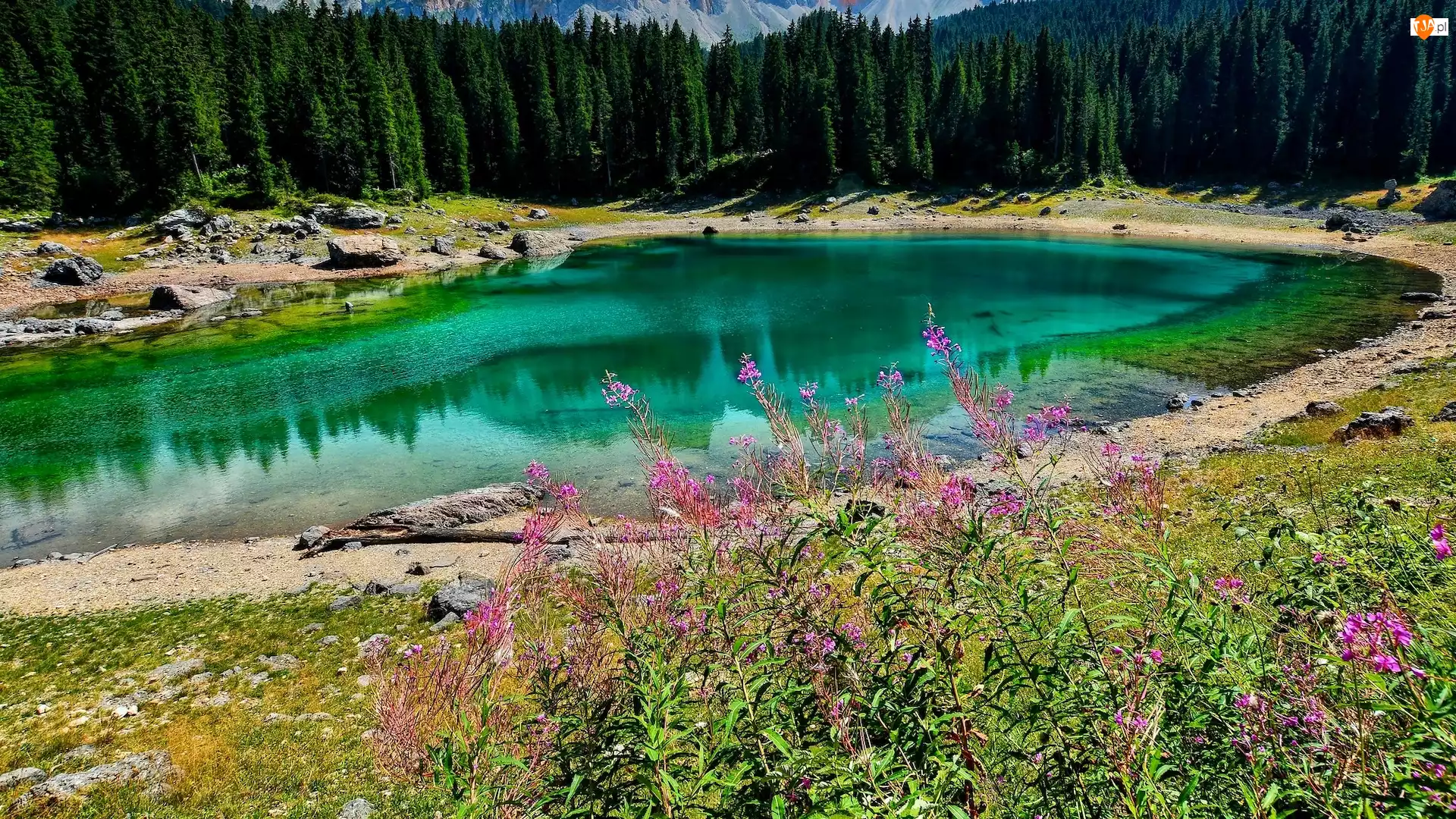 Kwiaty, Jezioro Karersee, Drzewa, Południowy Tyrol, Lago di Carezza, Roślinność, Włochy, Las