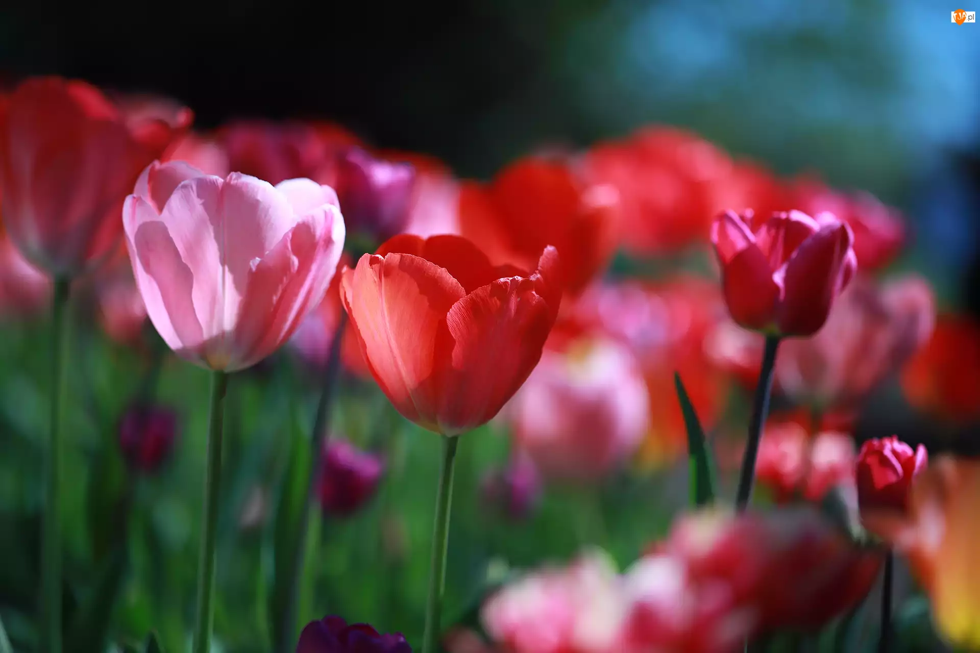 Różowy, Kwiaty, Tulipany, Czerwone, Tulipan