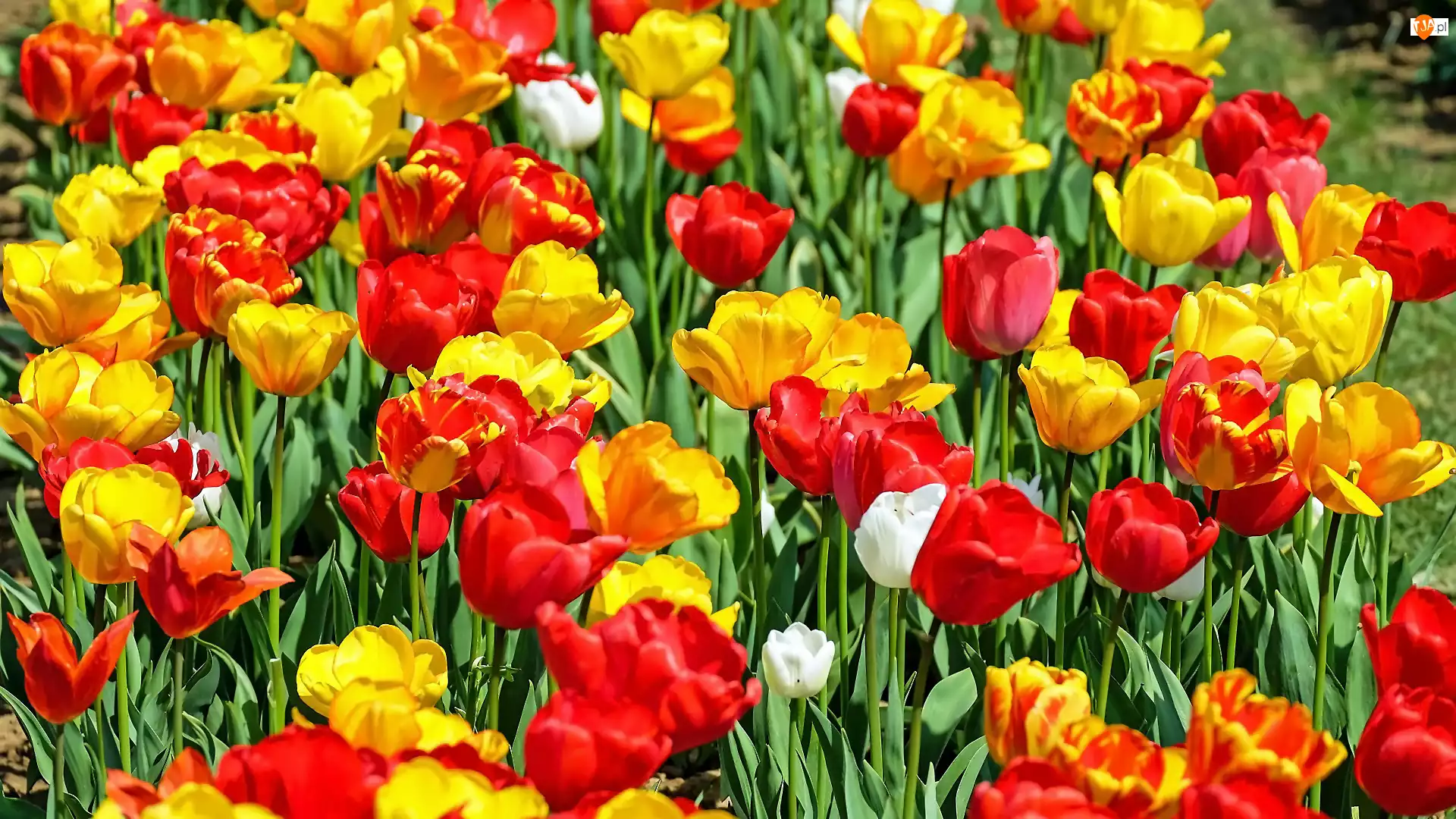 Kolorowe, Rozświetlone, Kwiaty, Tulipany