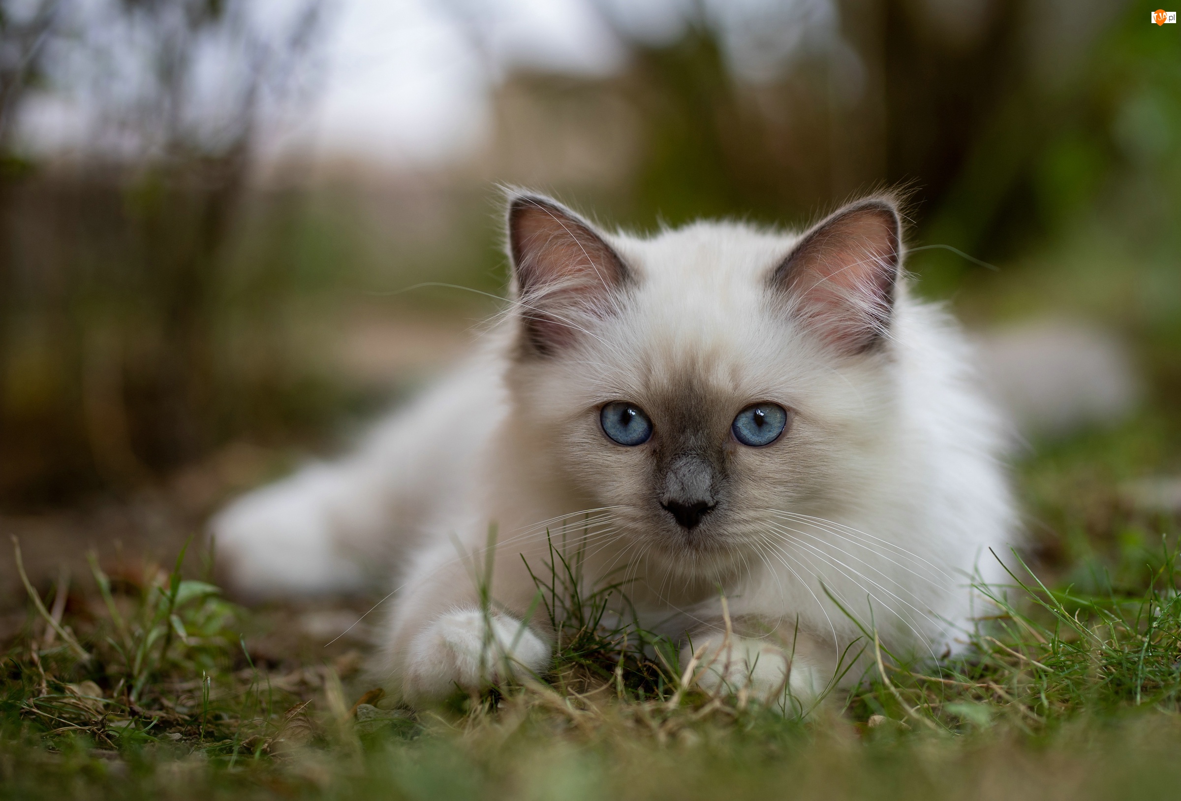 Oczy, Biały, Kot birmański, Błękitne