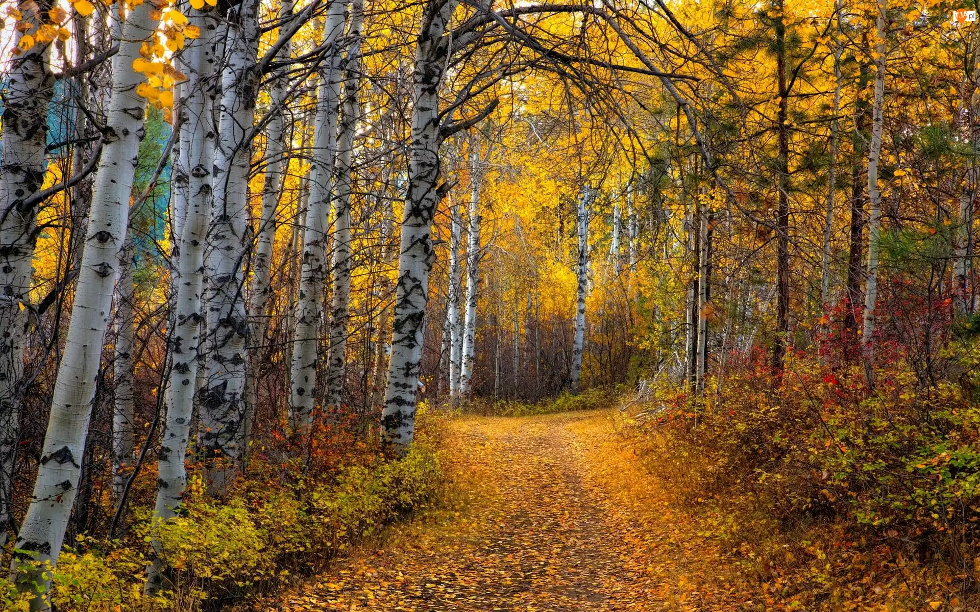 Topole osikowe, Jesień, Drzewa, Las, Ścieżka