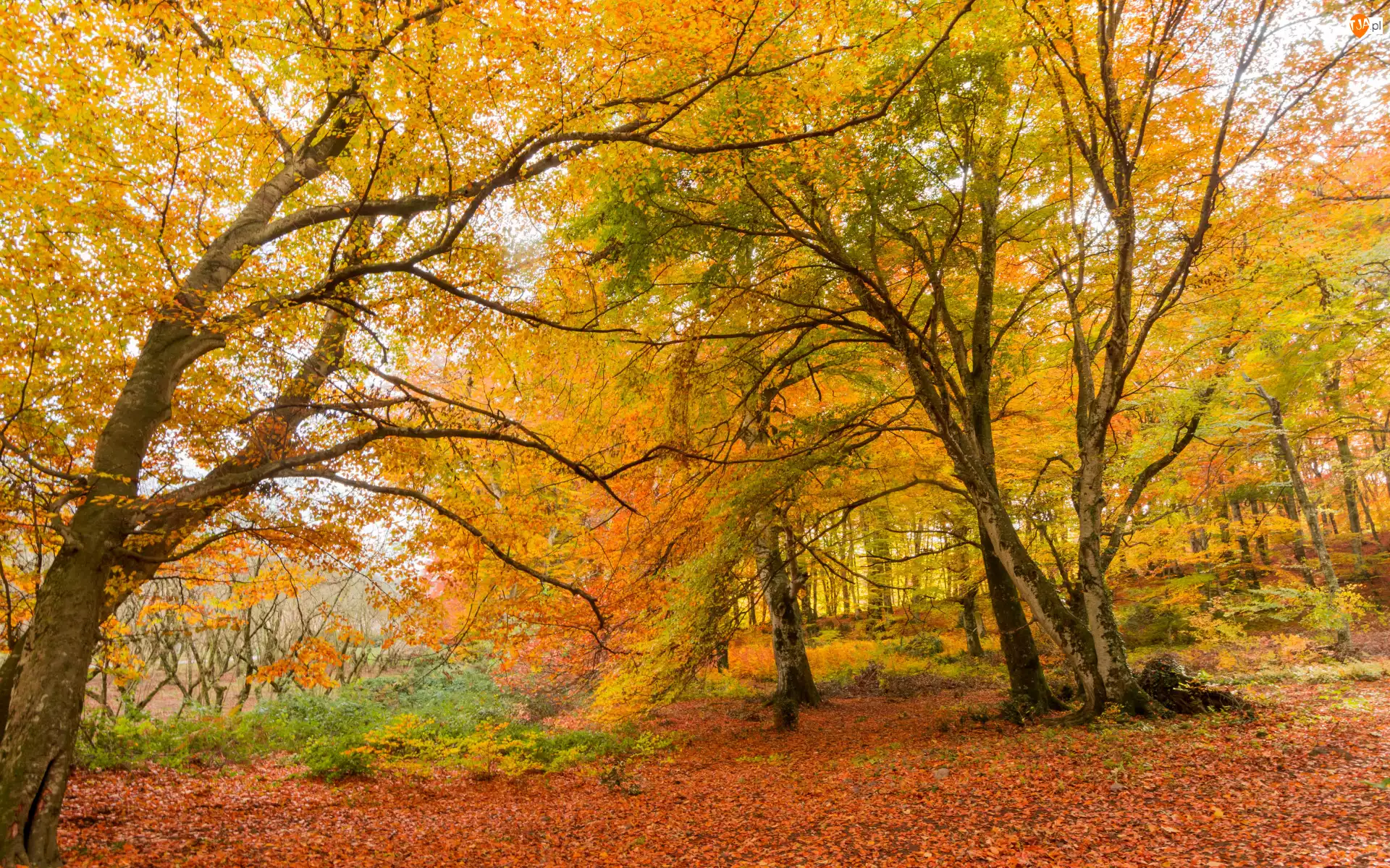 Drzewa, Jesień, Żółte, Roślinność, Las, Liście
