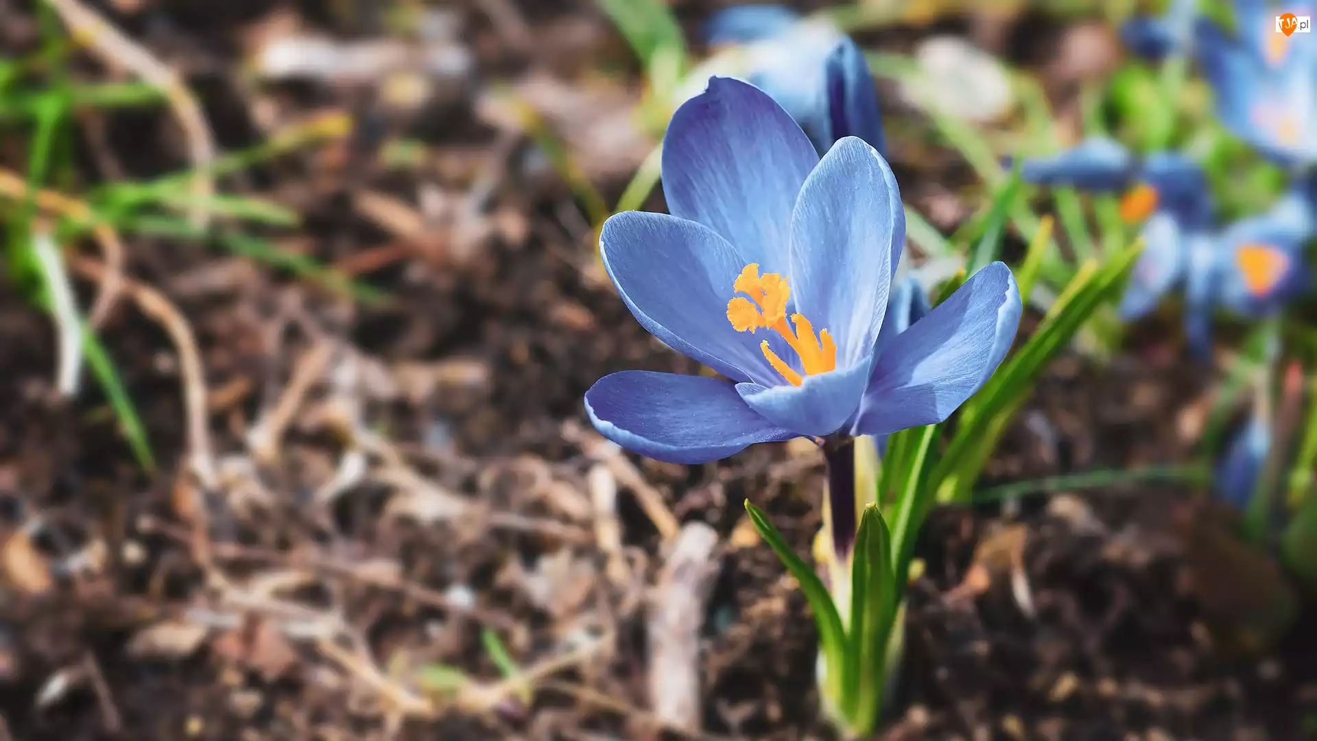 Krokus, Kwiat, Niebieski