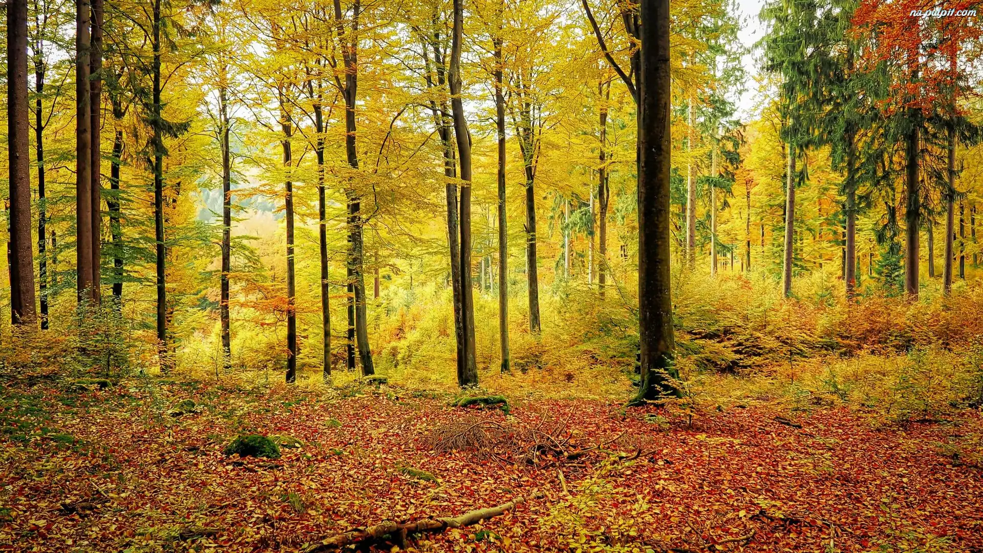 Jesień, Las, Pożółkłe, Drzewa