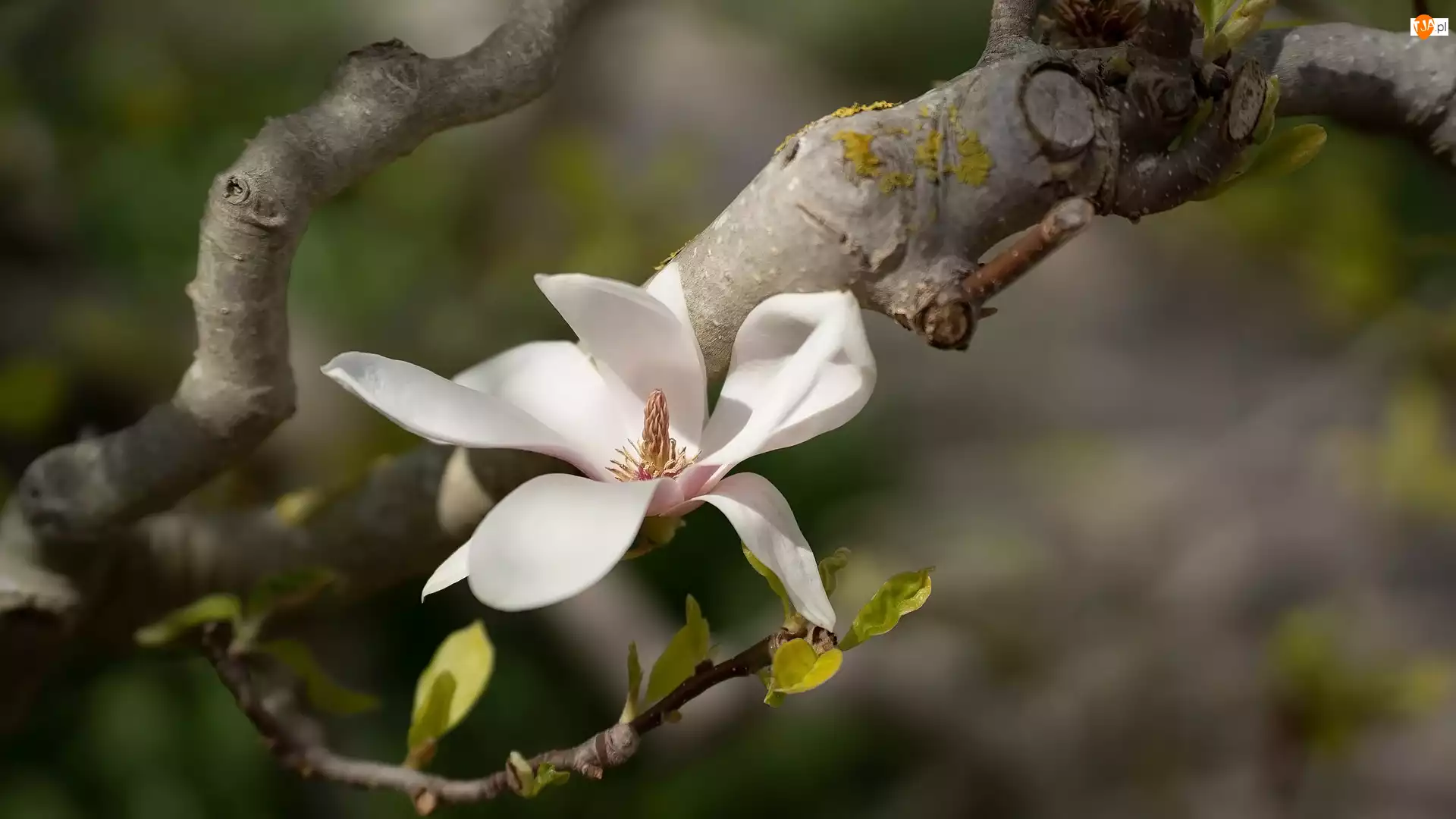 Gałązka, Biały, Kwiat, Magnolia
