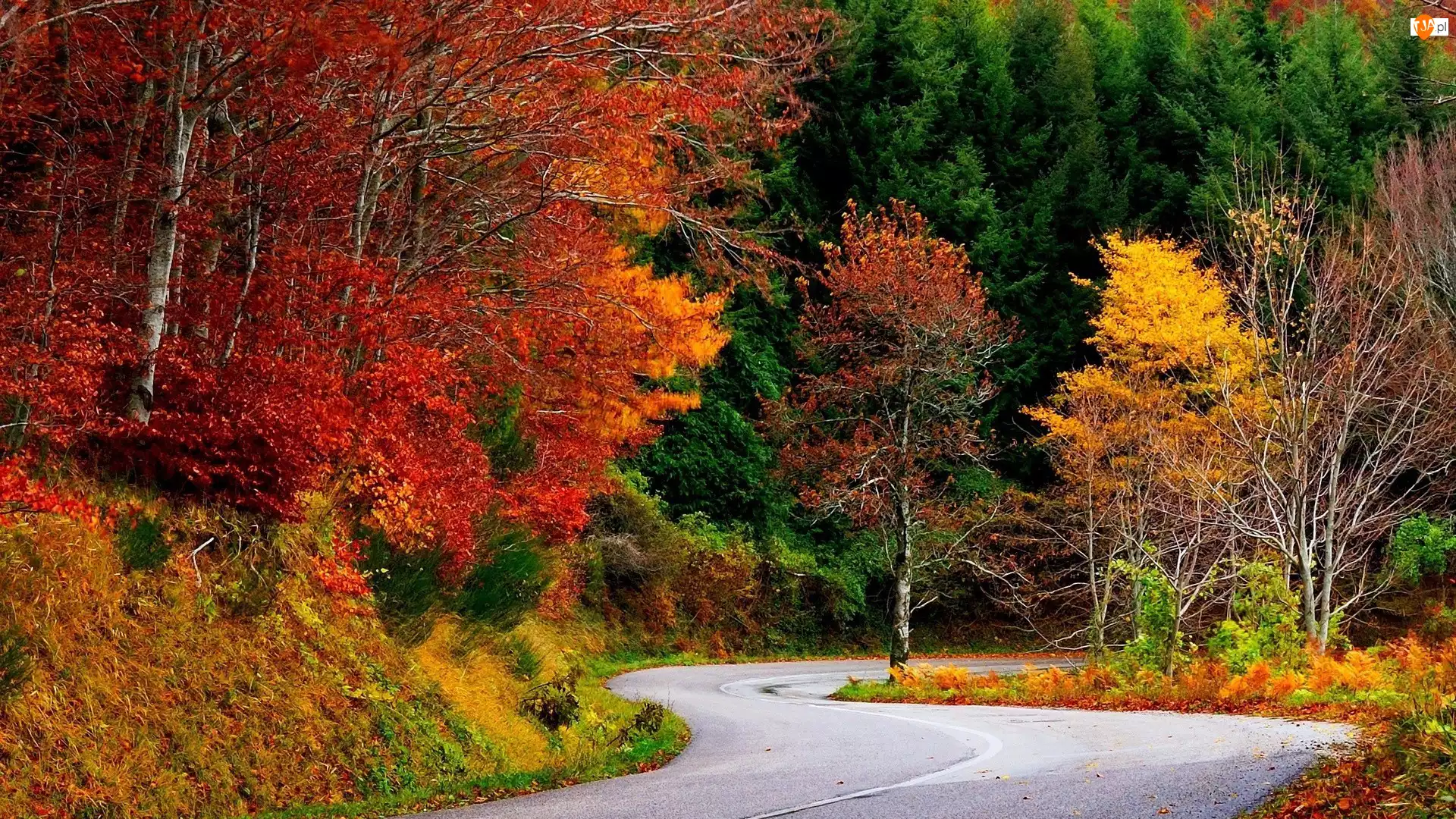 Drzewa, Las, Kolorowe, Jesień, Droga