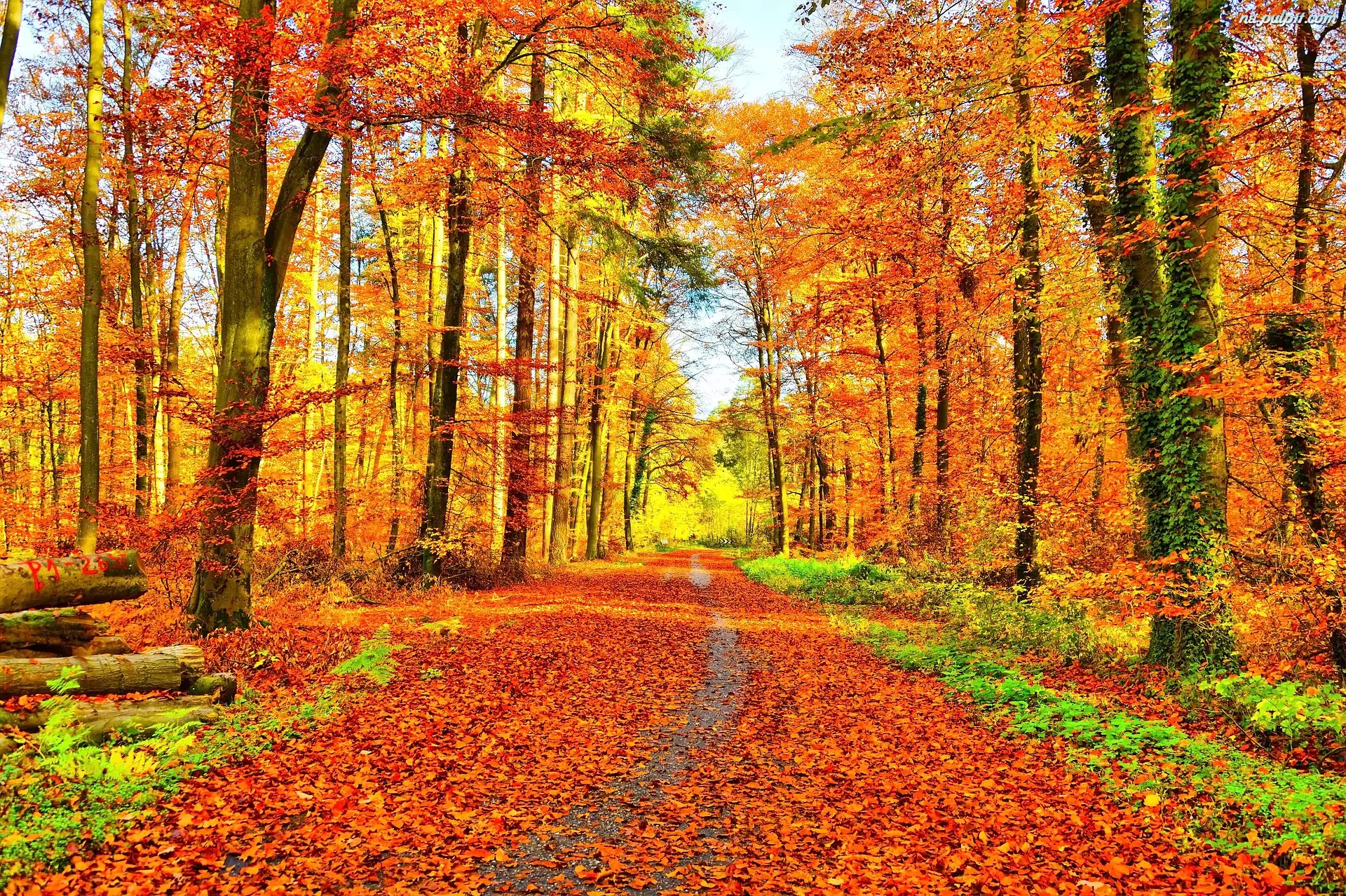 Opadłe liście, Jesień, Las, Ścieżka