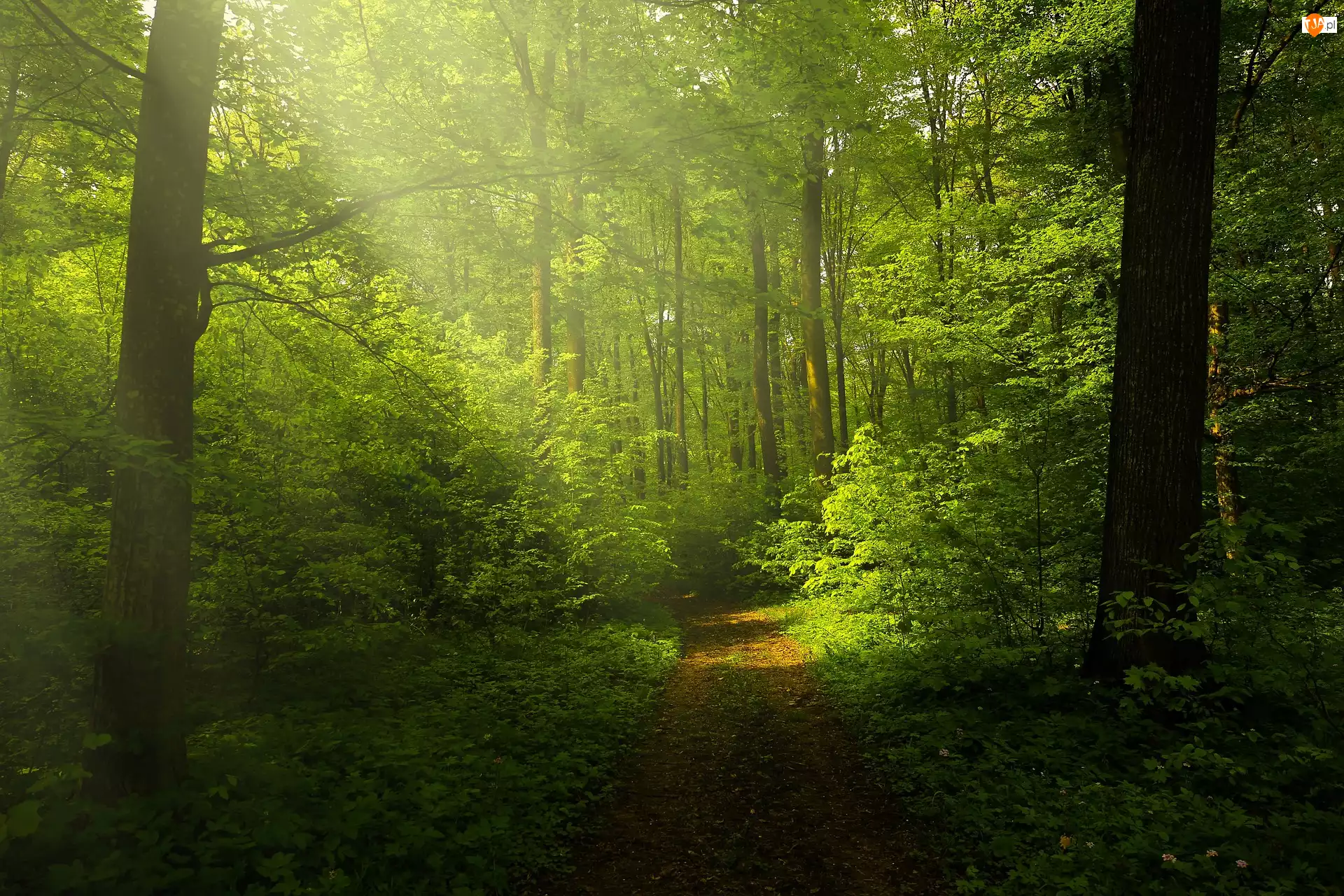 Zielone, Las, Ścieżka, Przebijające światło, Drzewa, Mgła