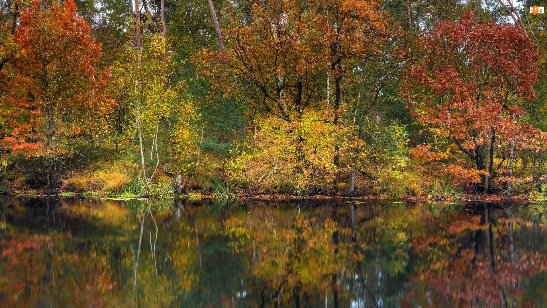 Jezioro, Jesień, Drzewa, Kolorowe, Odbicie