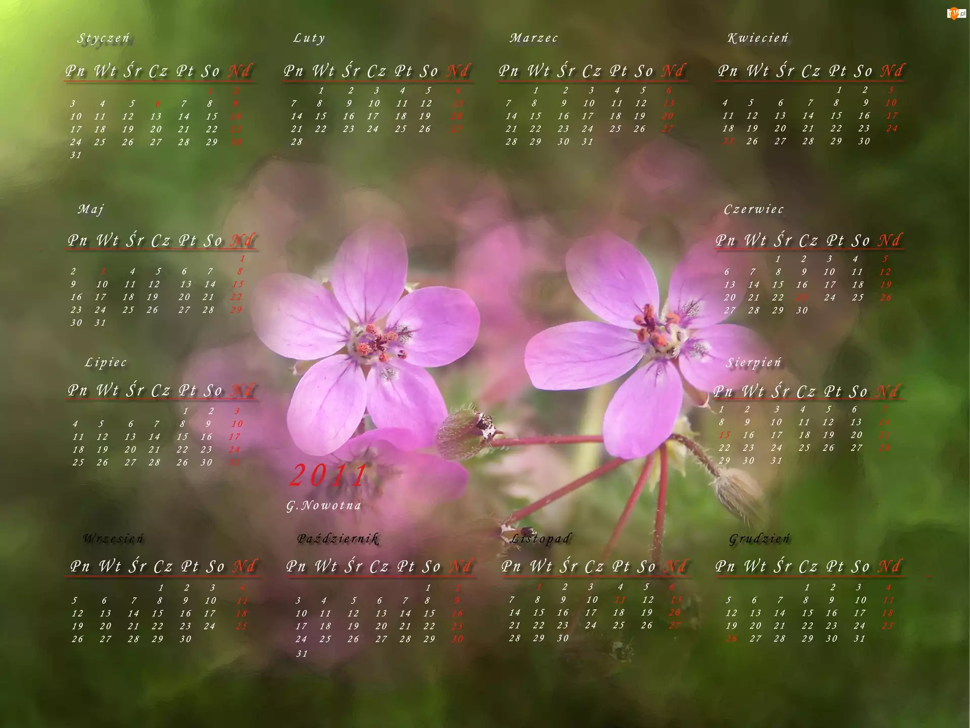 Kwiaty, Kalendarz 2011