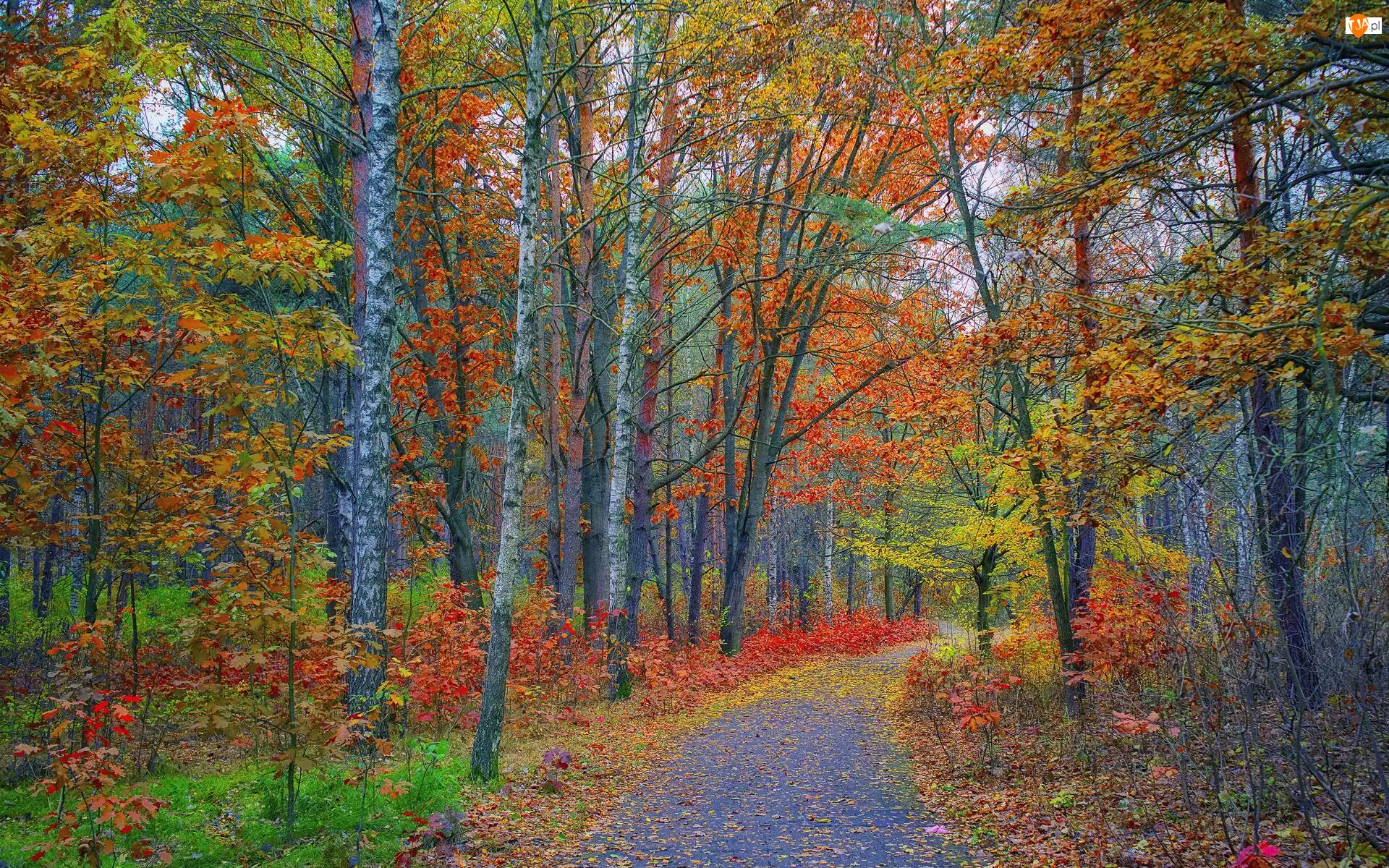 Drzewa, Las, Liście, Jesień, Kolorowe, Ścieżka