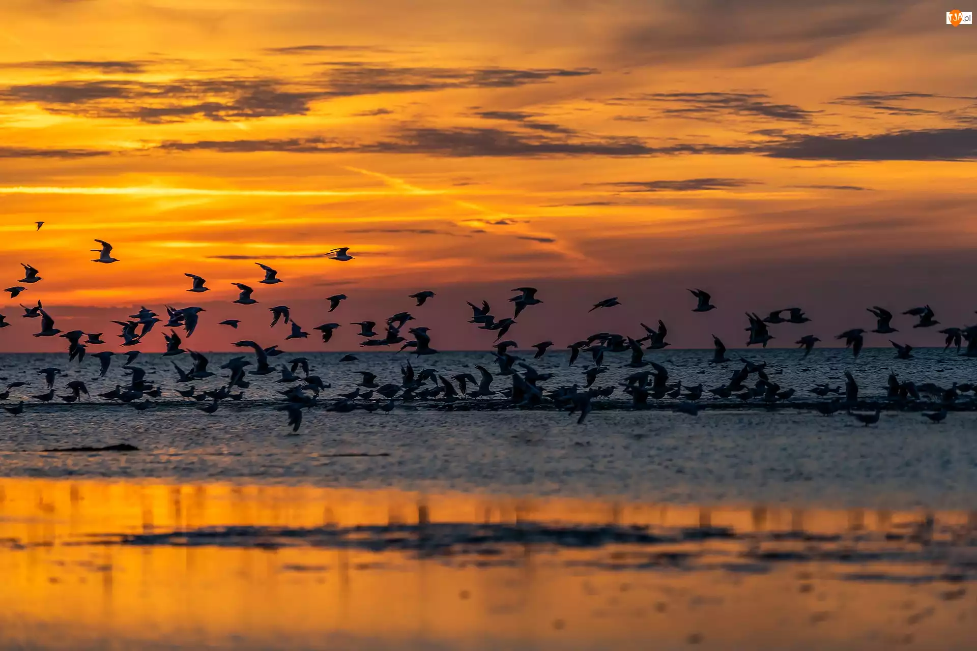 Zachód słońca, Ptaki, Morze