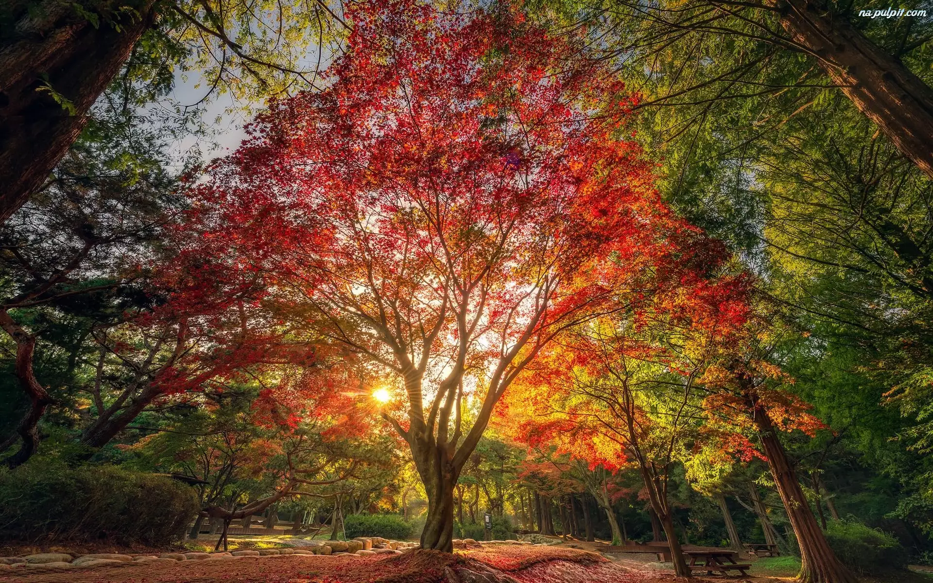 Promienie słońca, Drzewo, Jesień