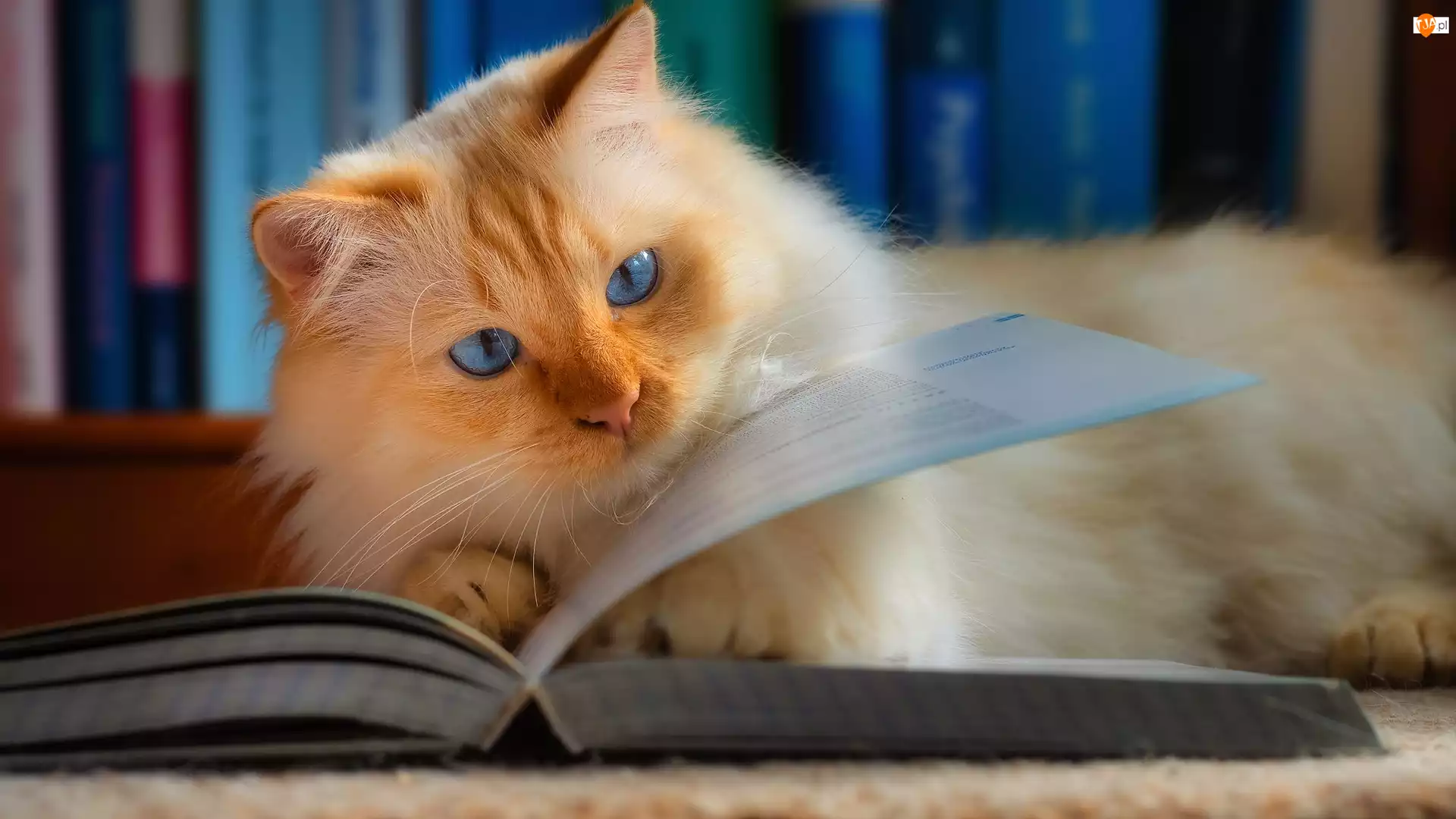 Książka, Niebieskooki, Rudawy, Kot