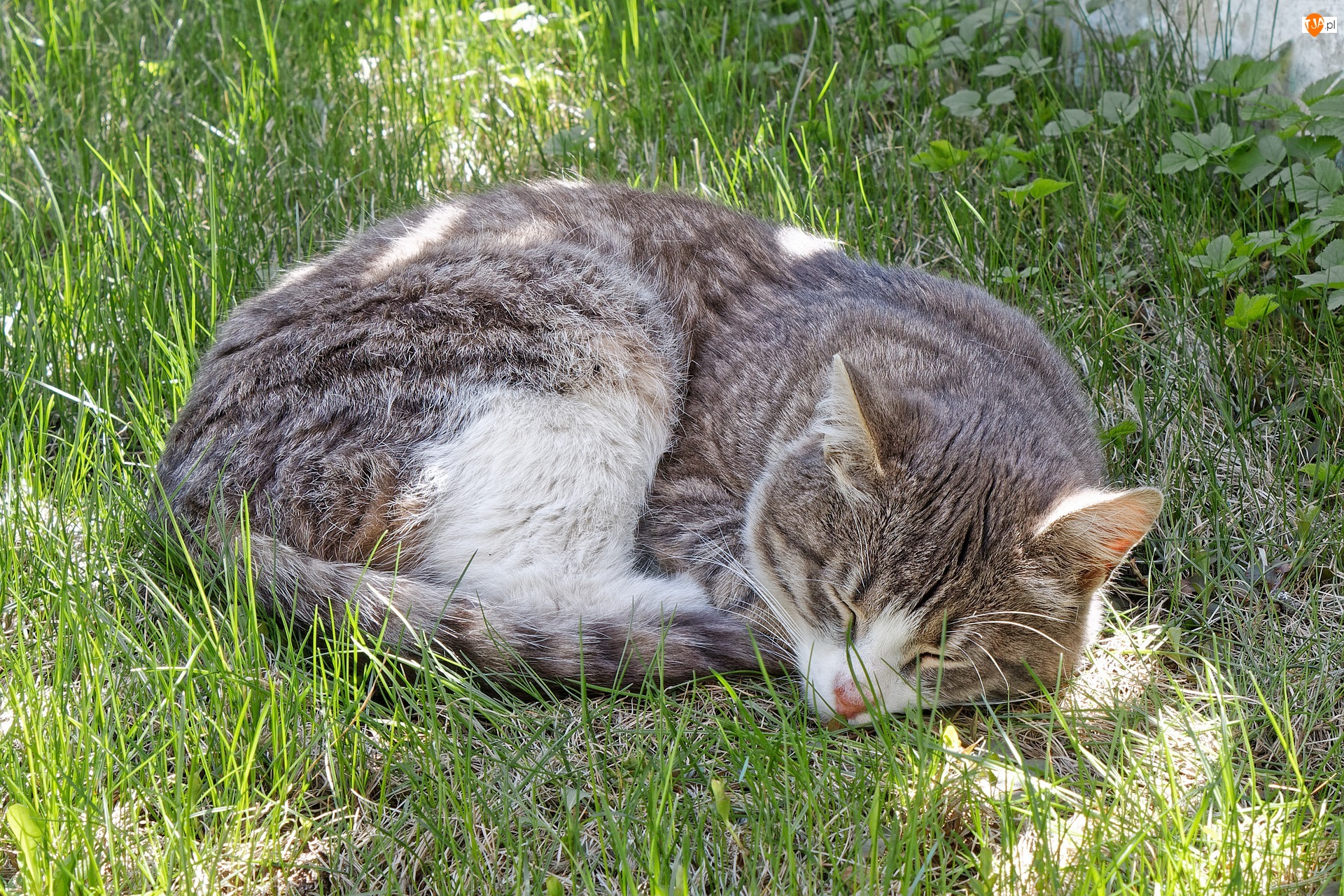 Trawa, Śpiący, Kot