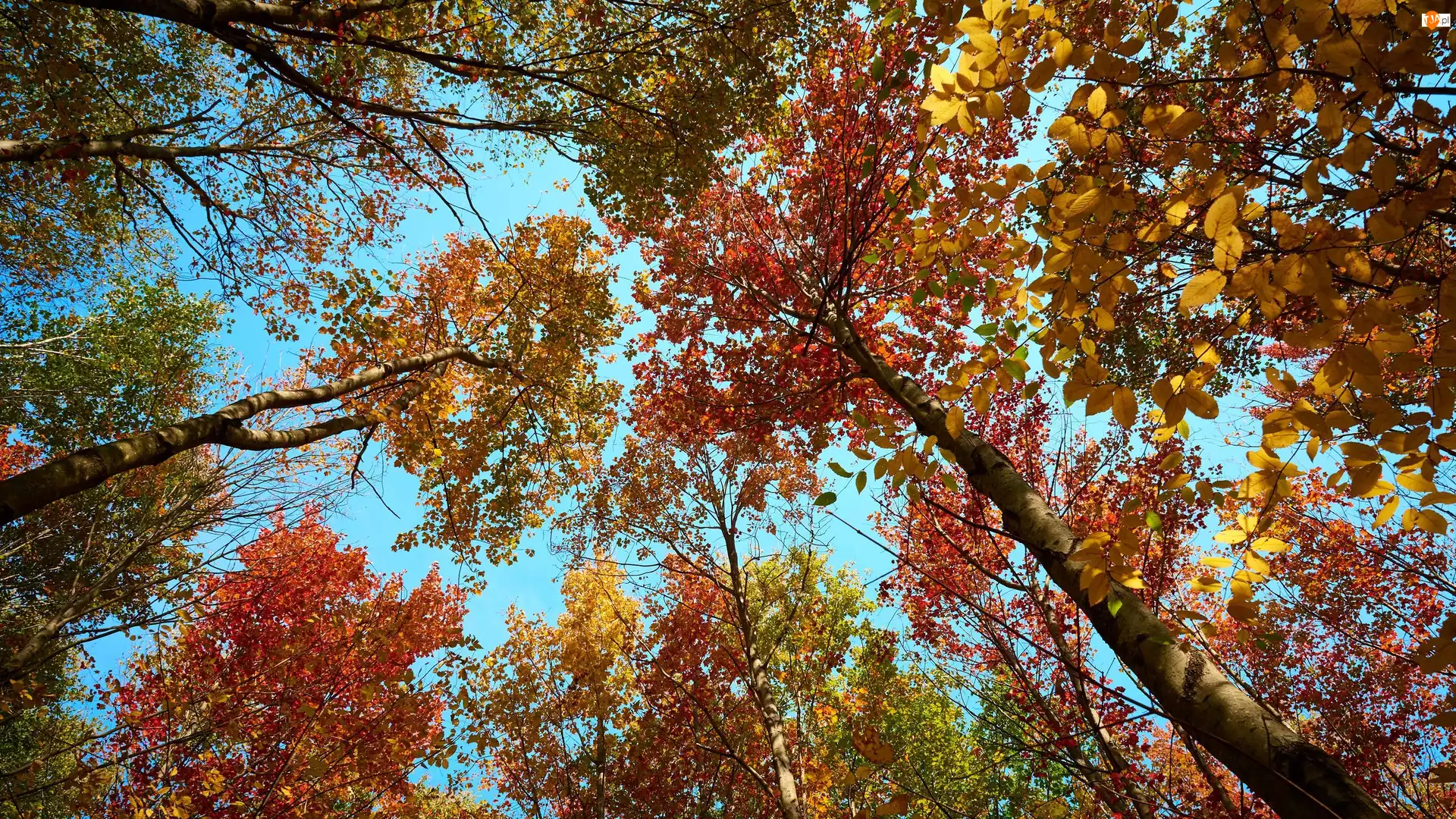Jesień, Drzewa, Wierzchołki