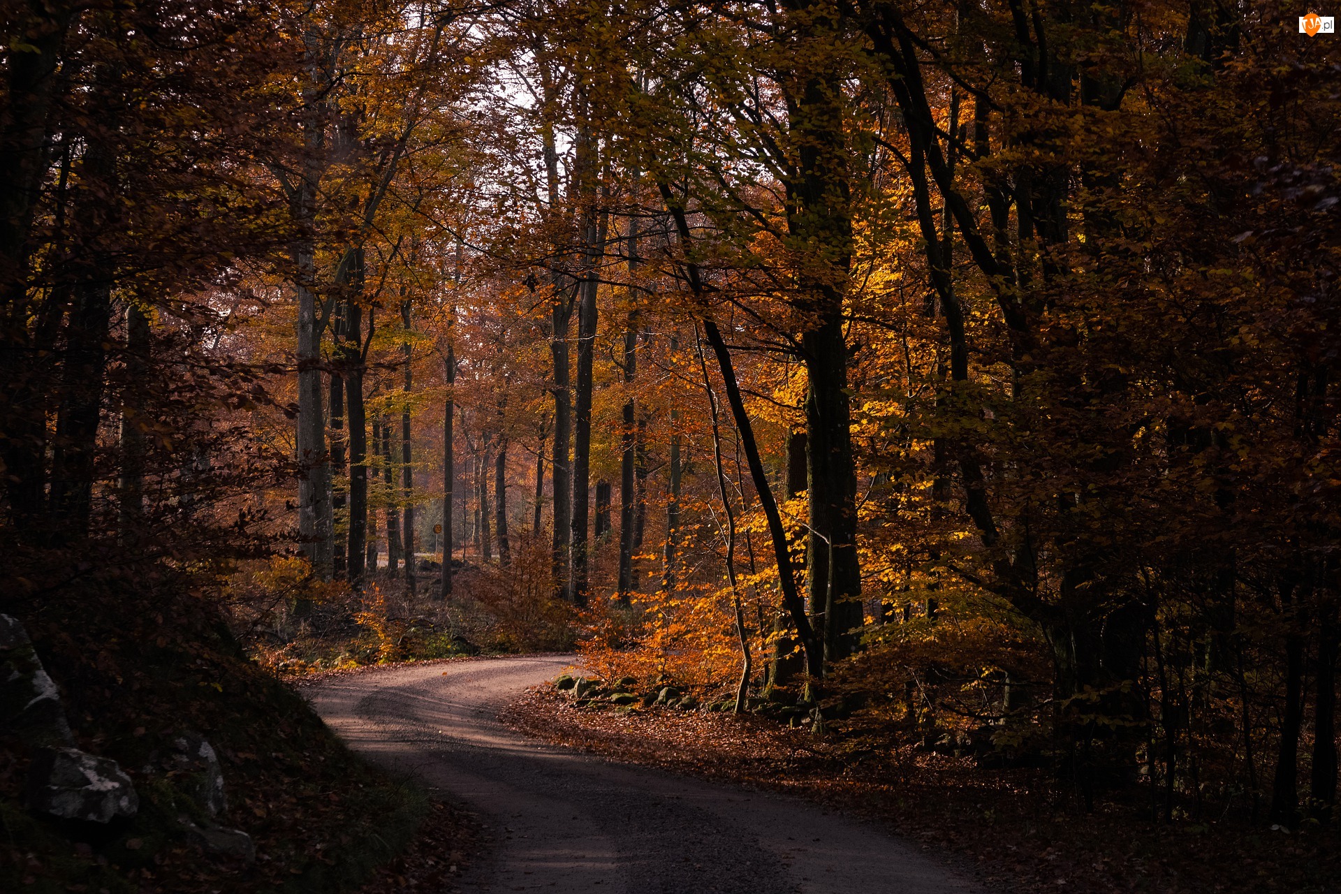 Las, Drzewa, Droga, Jesień, Pożółkłe