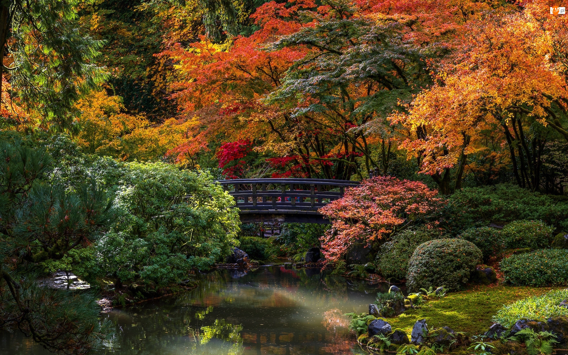 Stany Zjednoczone, Ogród japoński, Oregon, Portland Japanese Garden, Portland, Drzewa, Krzewy, Jesień, Mostek