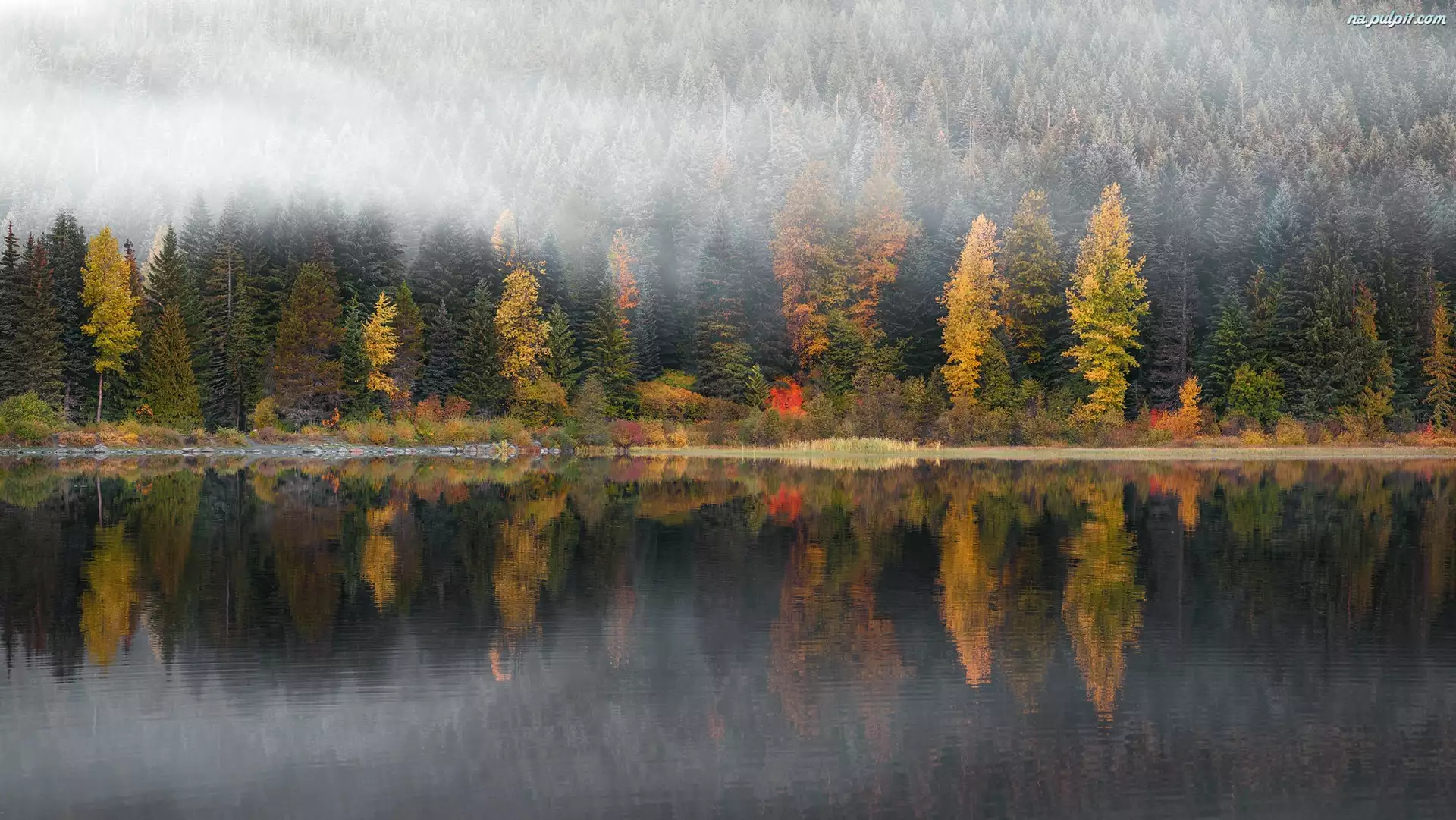 Drzewa, Jesień, Mgła, Jezioro