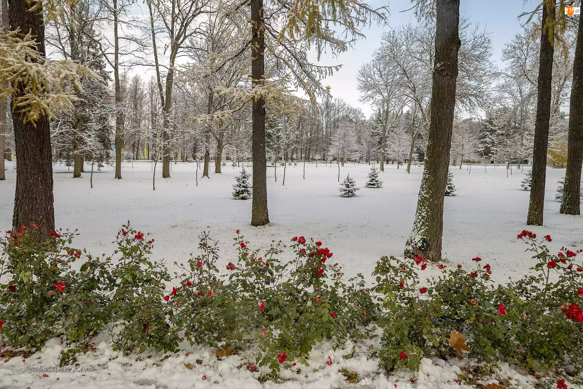Róże, Zima, Śnieg, Zima, Drzewa, Park