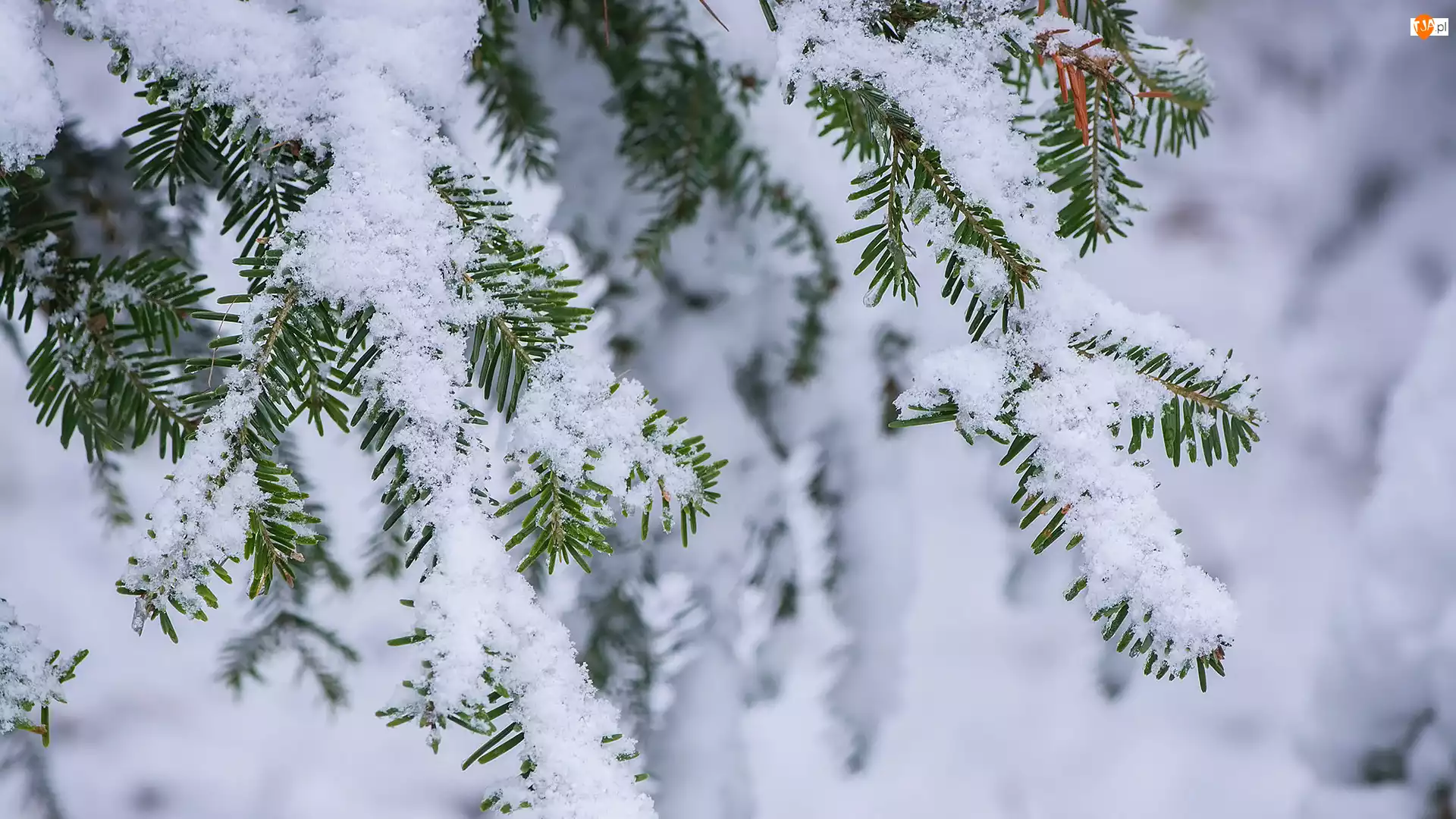 Śnieg, Gałązki, Drzewo iglaste