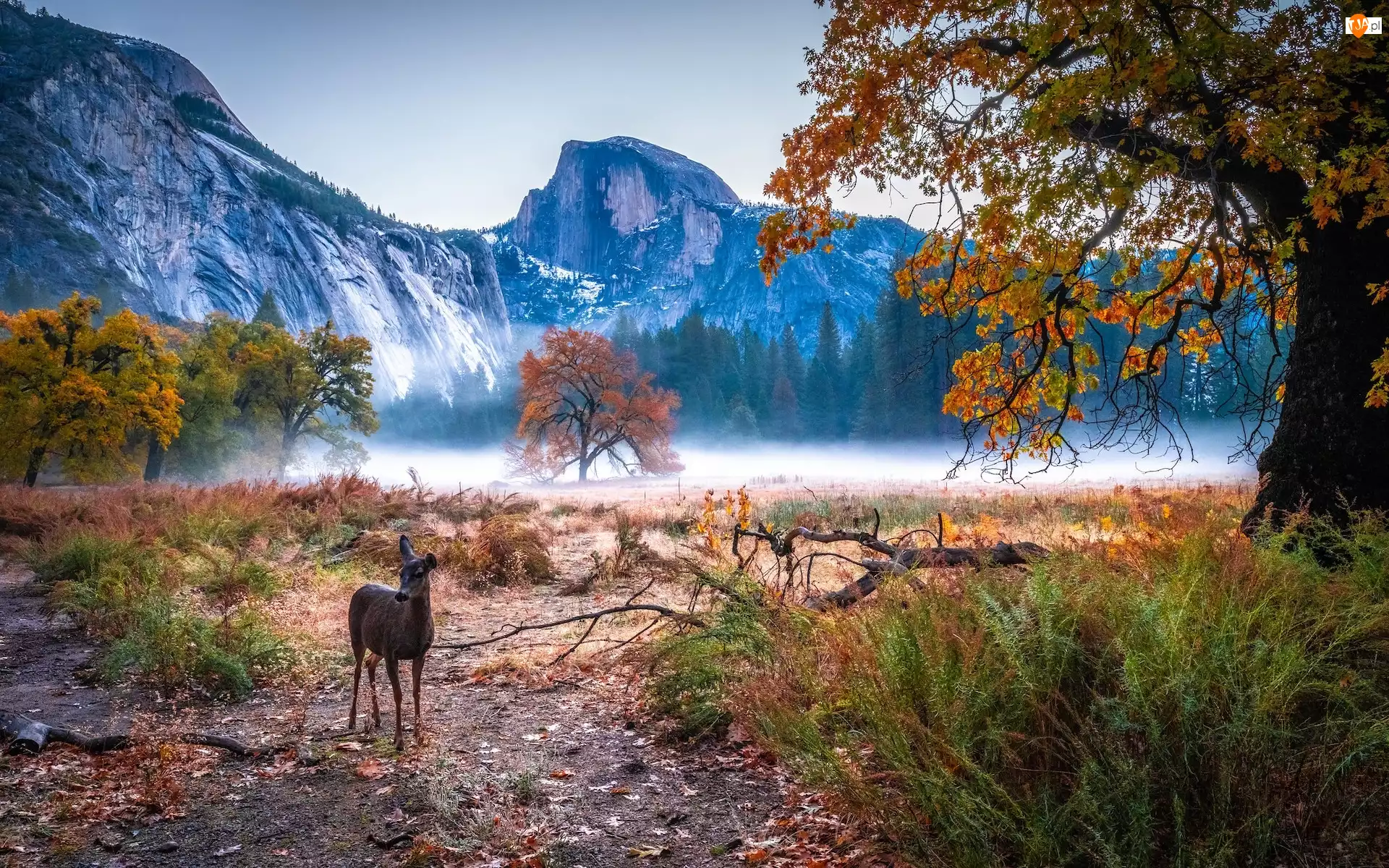 Konar, Kalifornia, Sarna, Mgła, Drzewa, Park Narodowy Yosemite, Góry, Stany Zjednoczone, Jesień