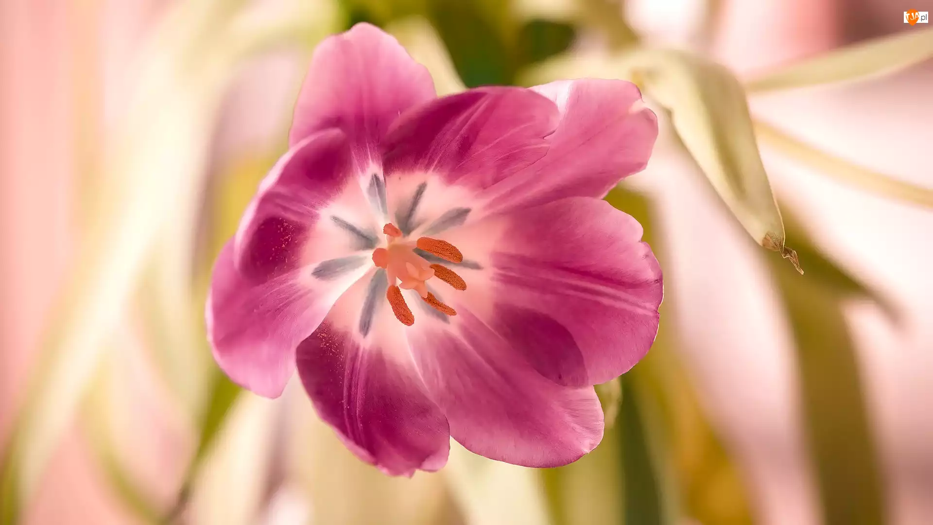 Rozkwitnięty, Kwiat, Tulipan