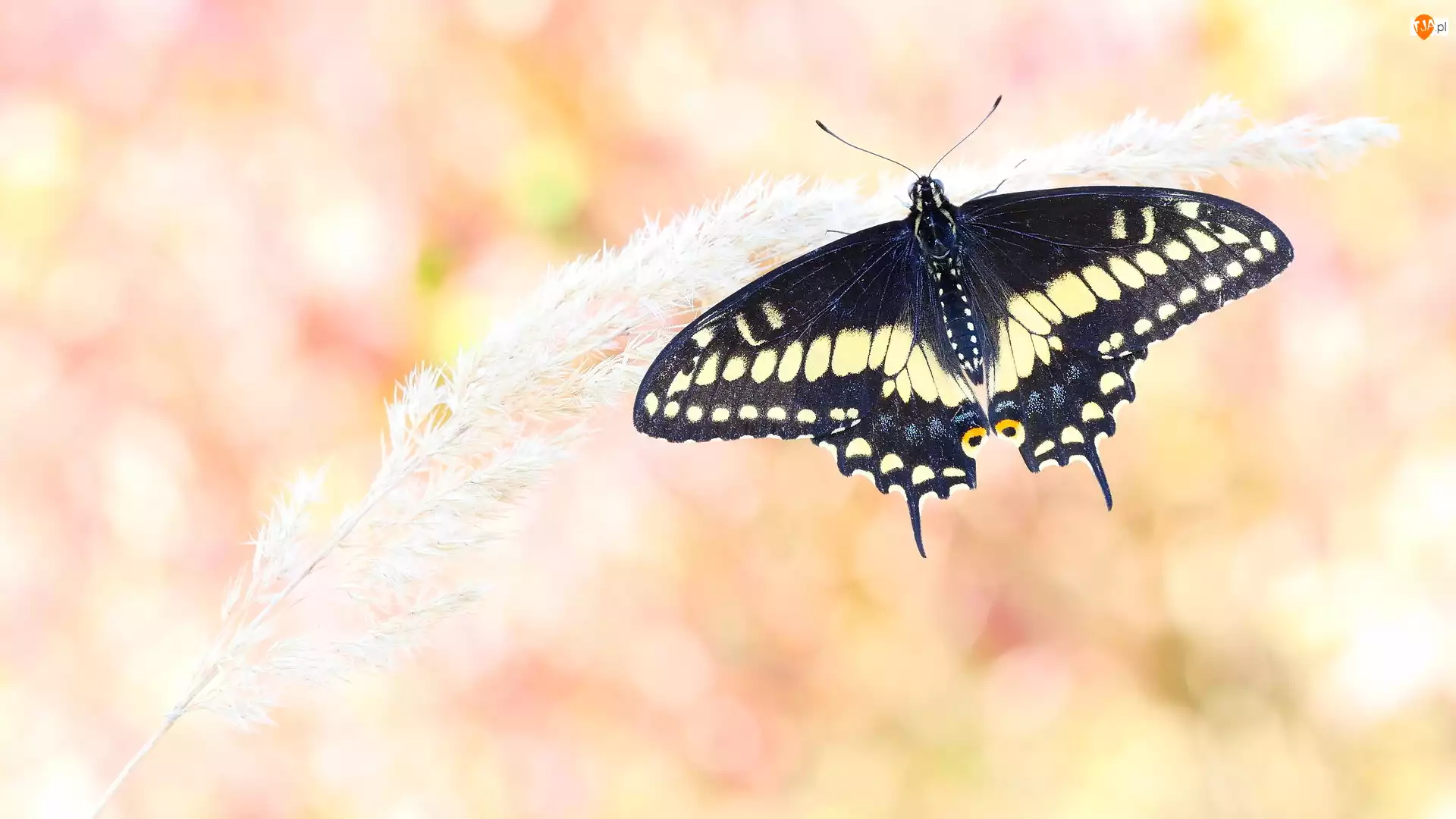 Papilio polyxenes, Trawa, Motyl, Czarny, Źdźbło